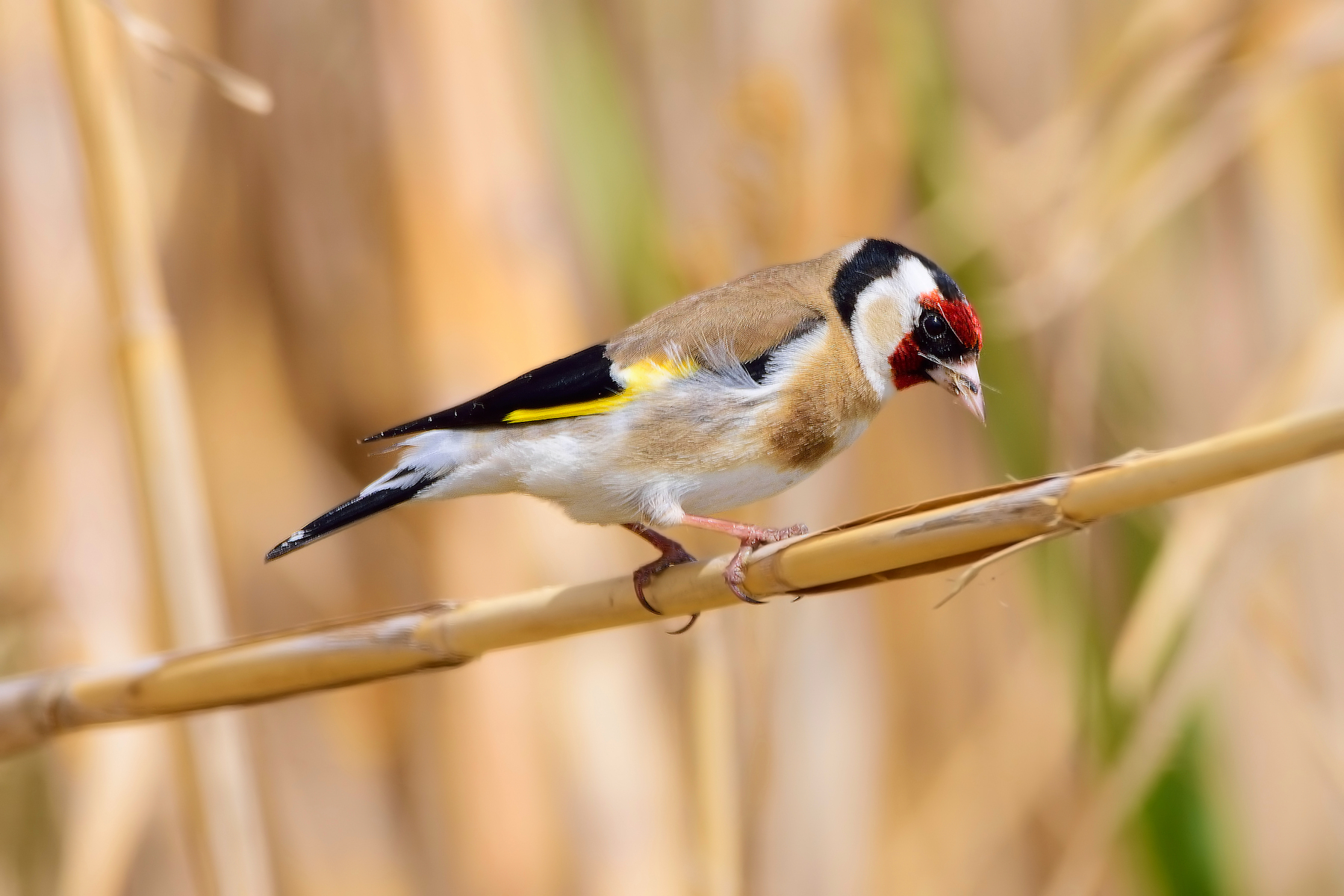 Goldfinch