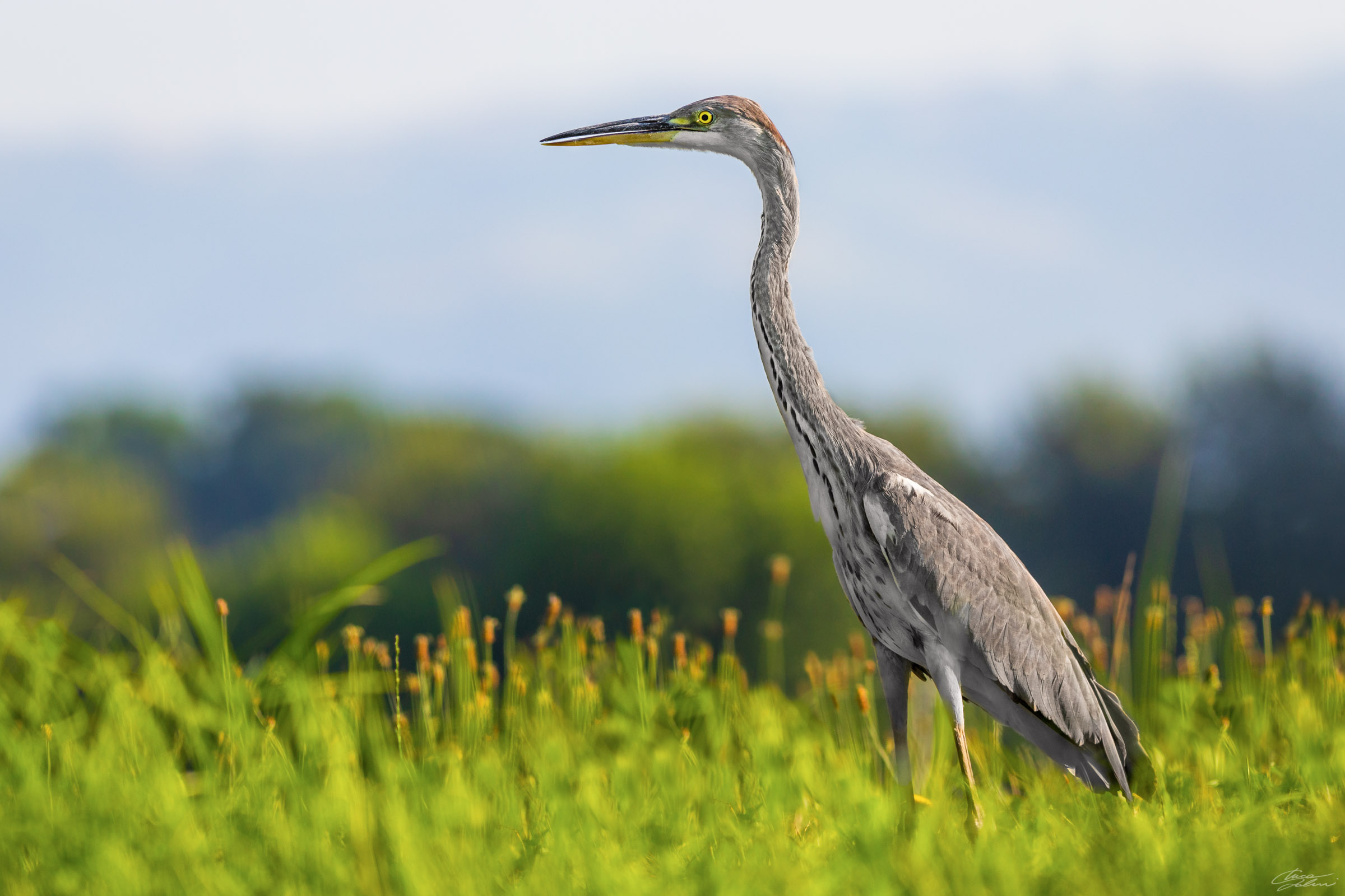 Ardea cinerea