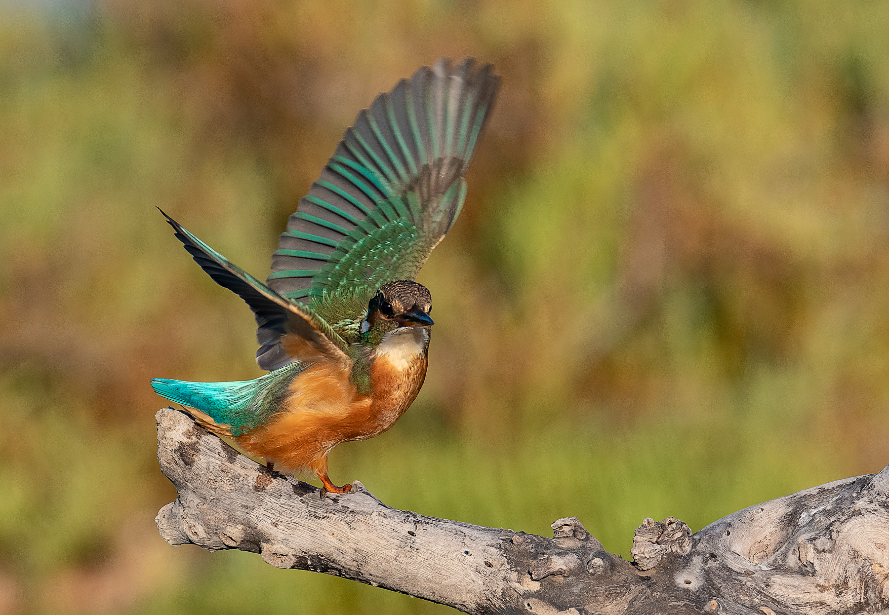 Kingfisher