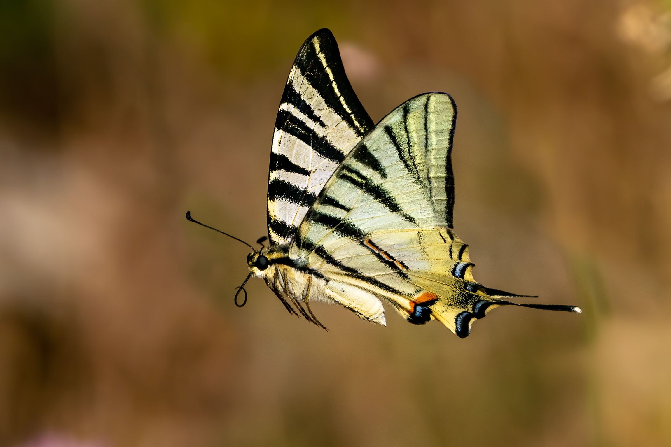 Inseguendo un Podalirio