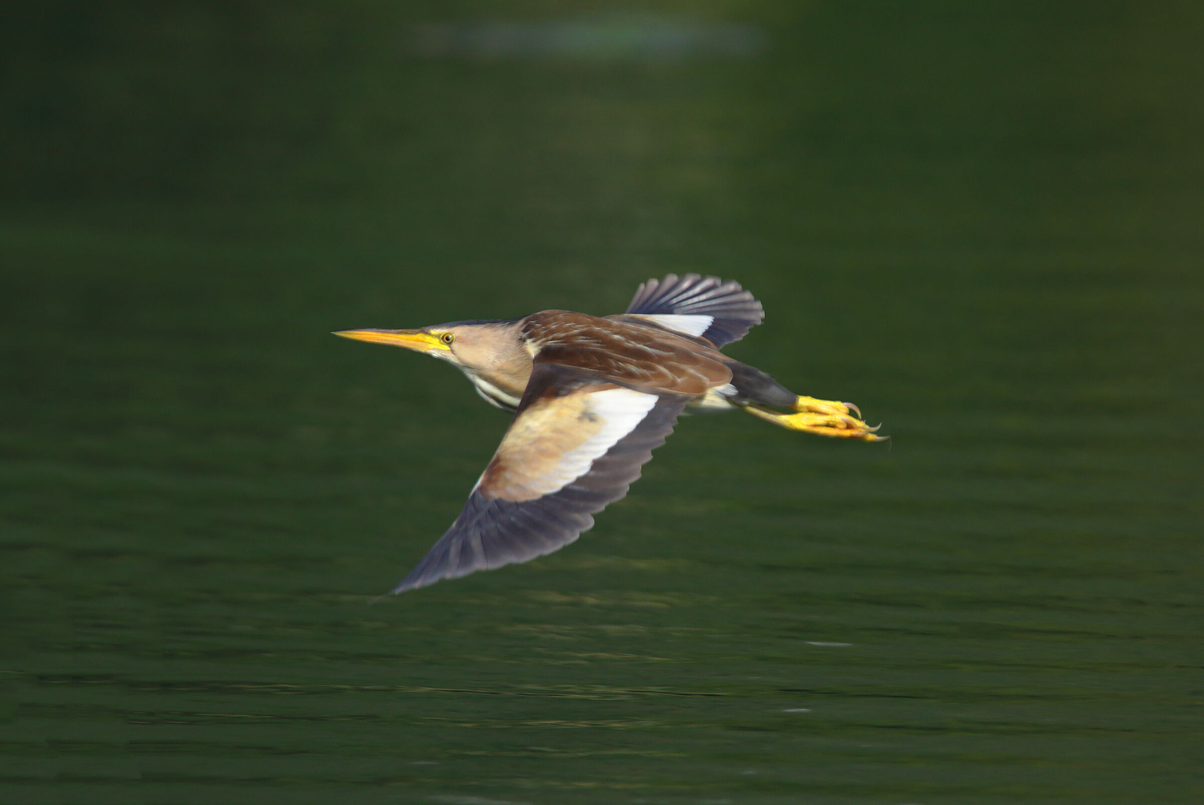 volo