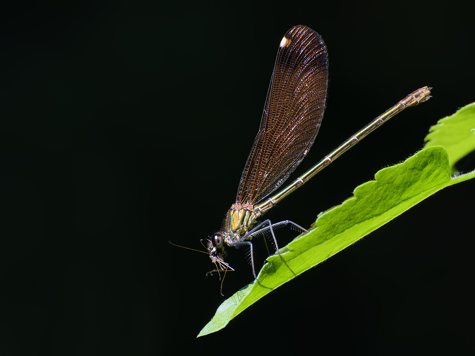 Smell (Calopteryx haemorrhoidalis female)