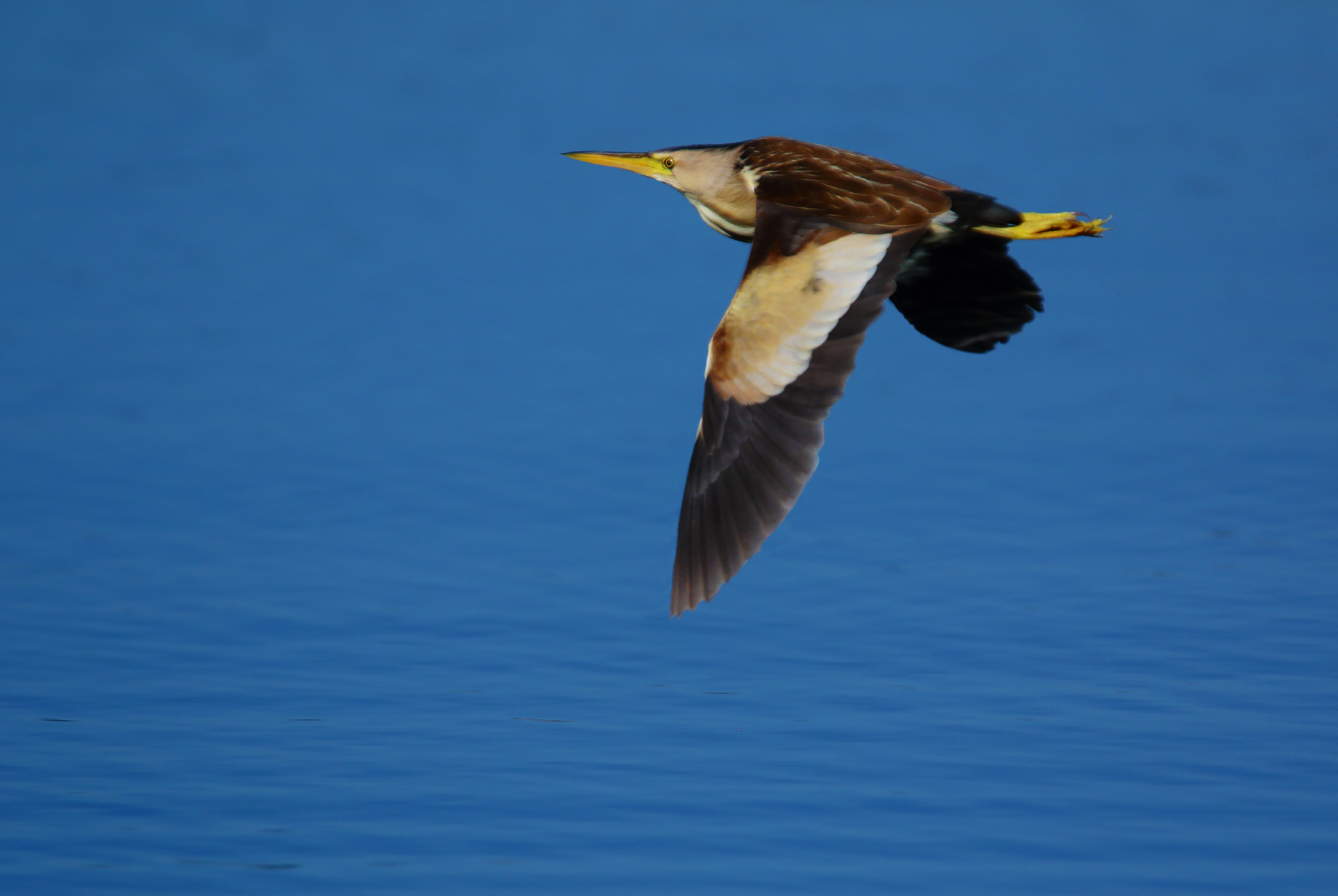 volo1