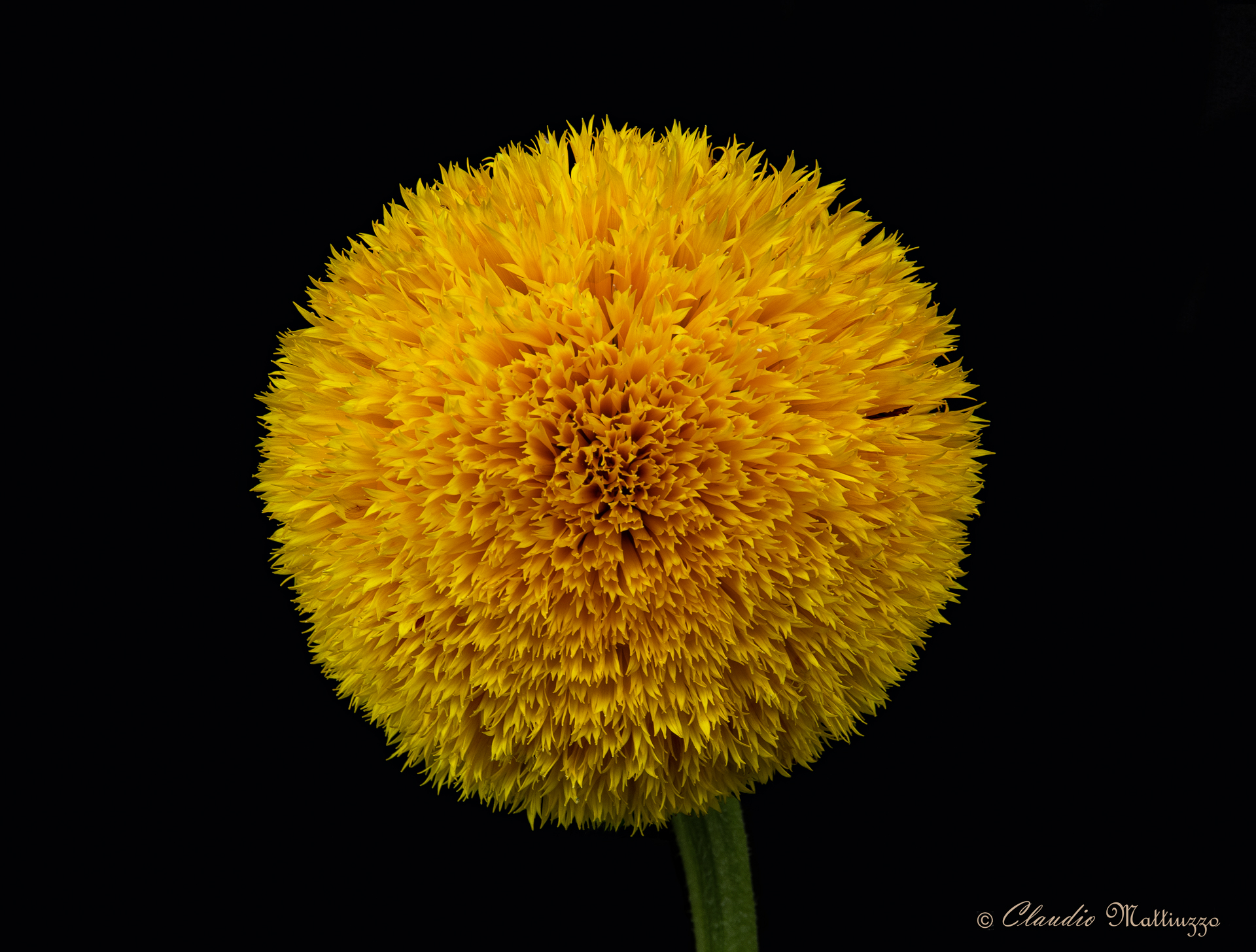 Girasole doppio Nano Sungold