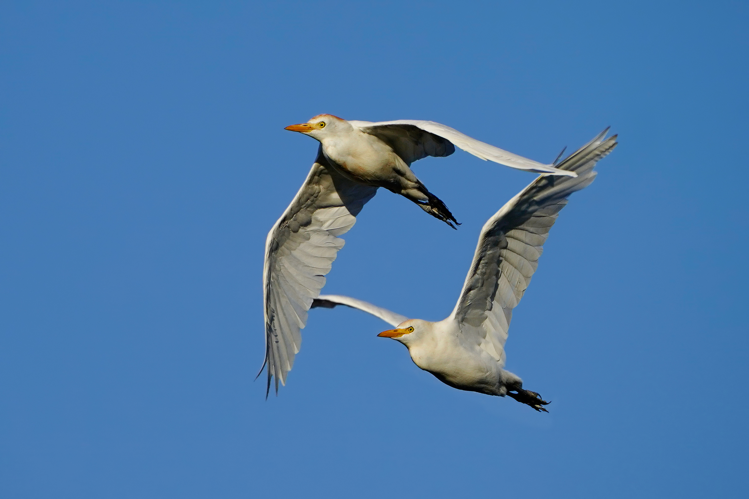 Heron watchers at dawn