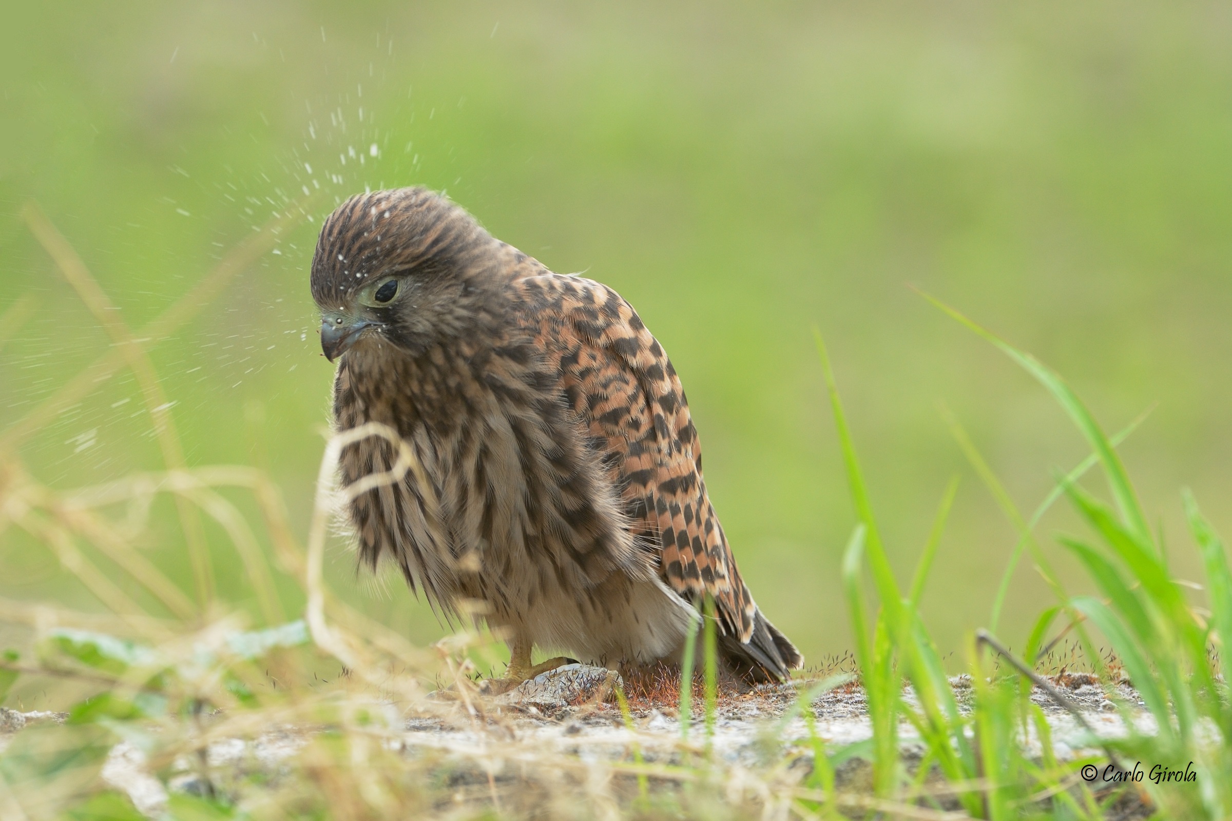 Lo starnuto del Gheppio (Falco tinnunculus)
