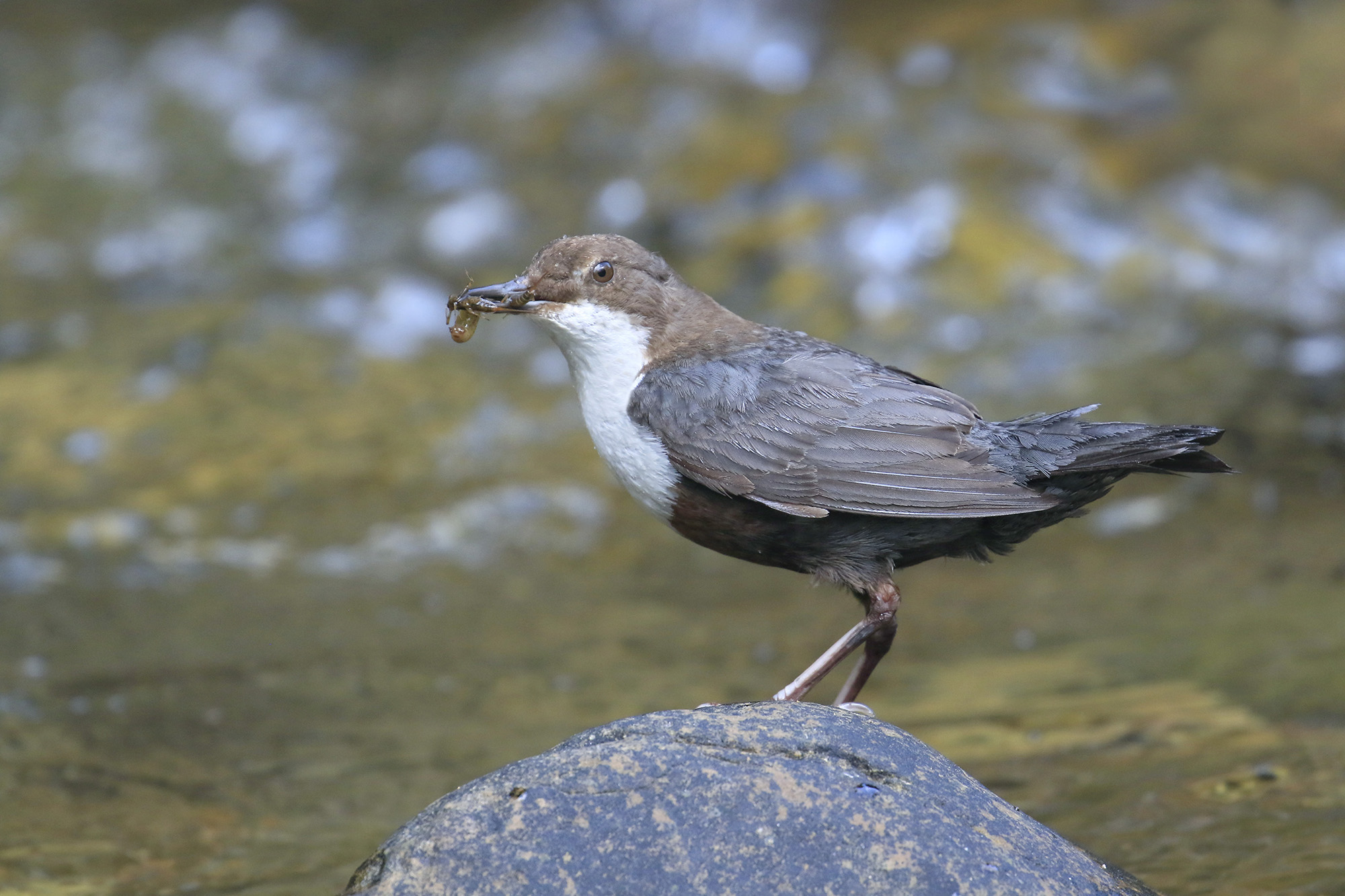 merlo acquaiolo in mezzo al torrente
