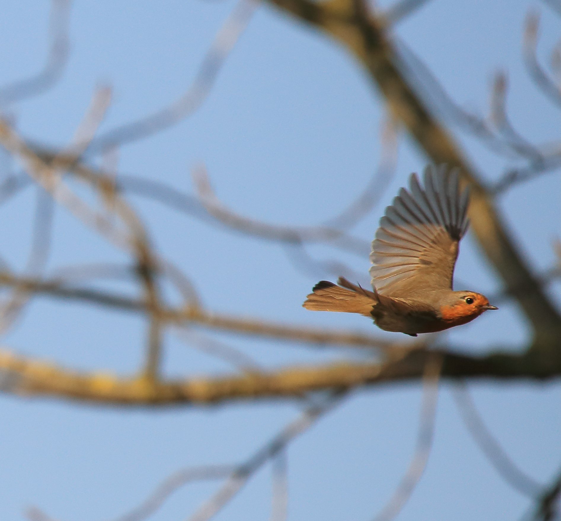 pettirosso alla fine del fotogramma