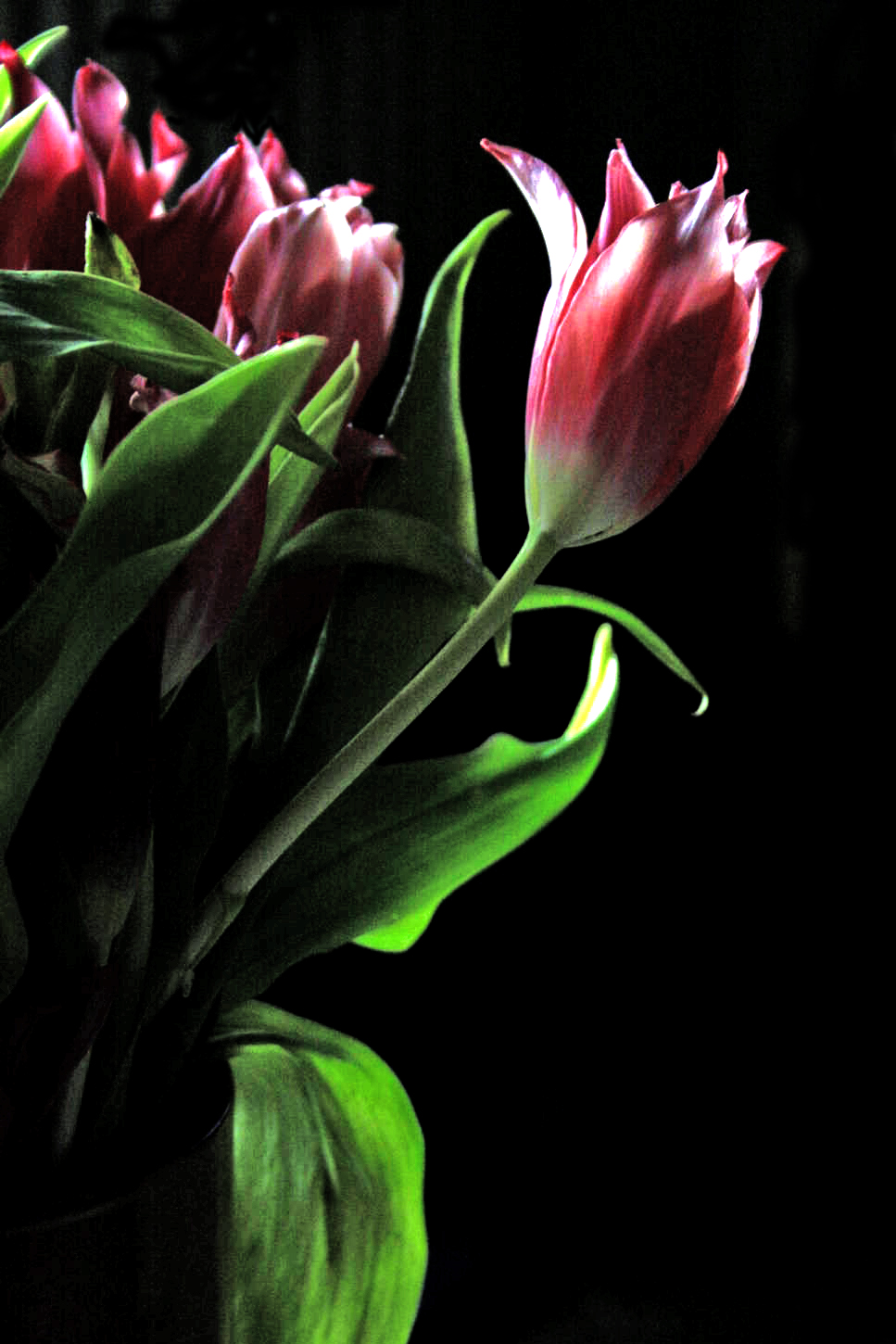 tulips one