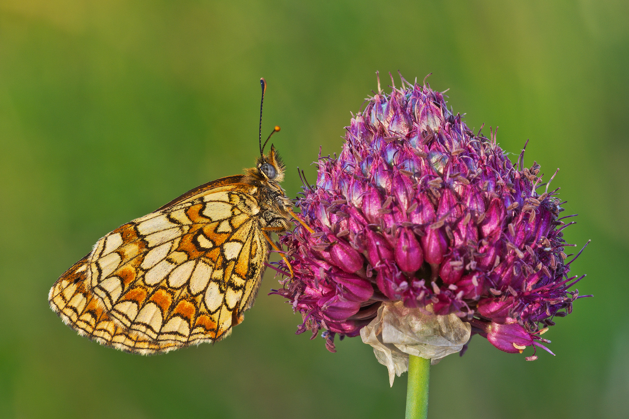 Melitaea athalia (Rottemburg, 1775) - Nymphalidae