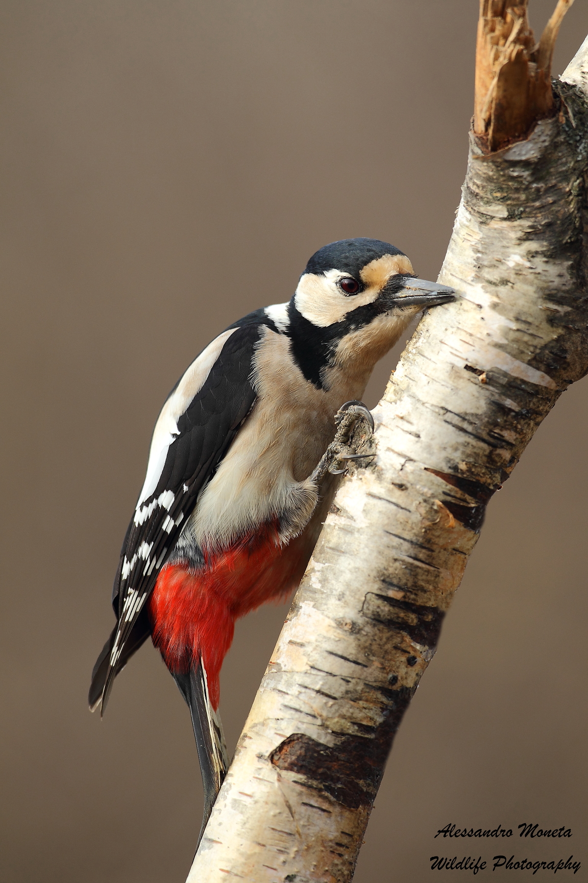 Picchio Rosso Maggiore femmina