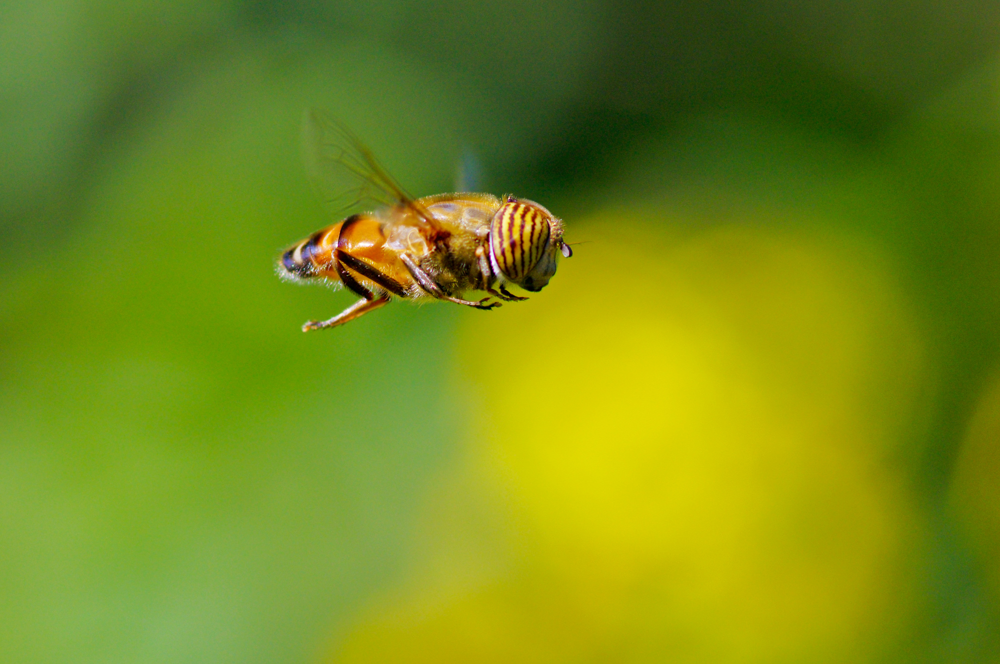 Eristalinus taeniops (Wiedemann 1818) - Syrphidae