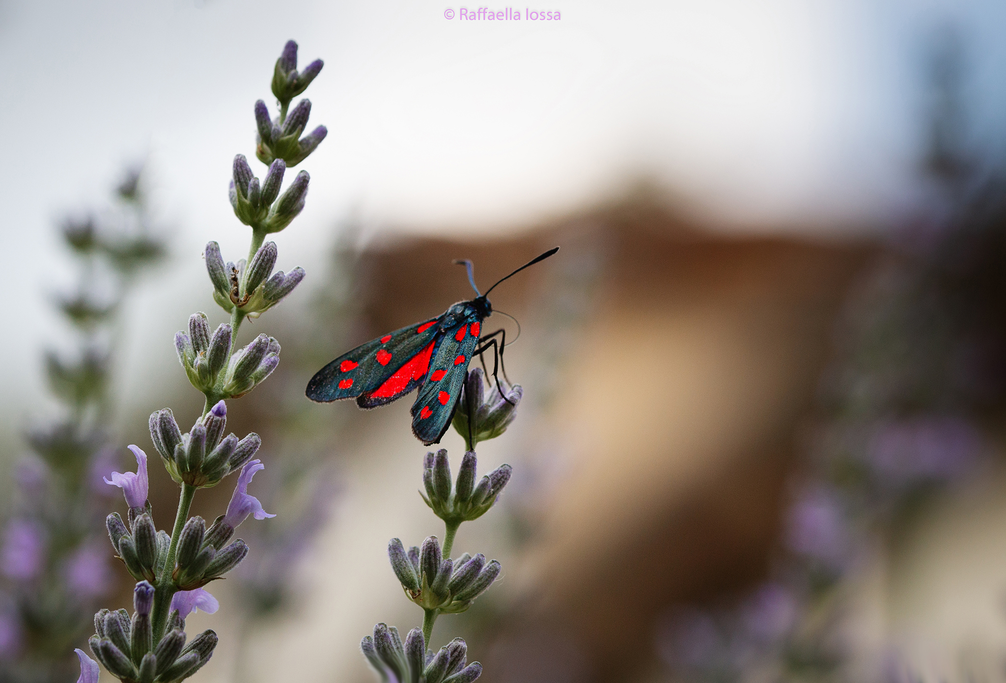 Zygaena filipendulae