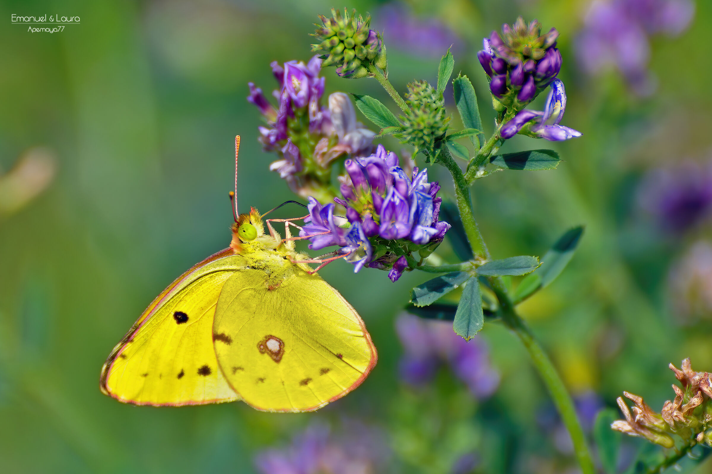 Cross Colias