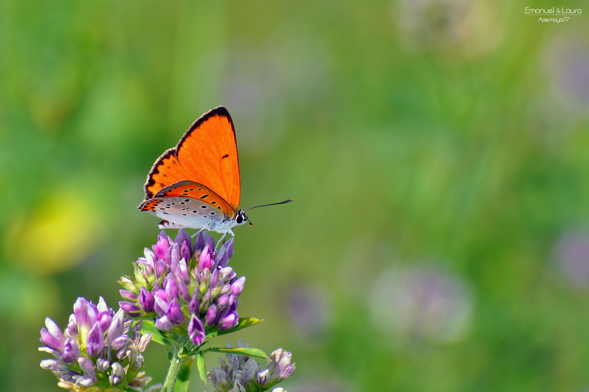 Lycaena dispar