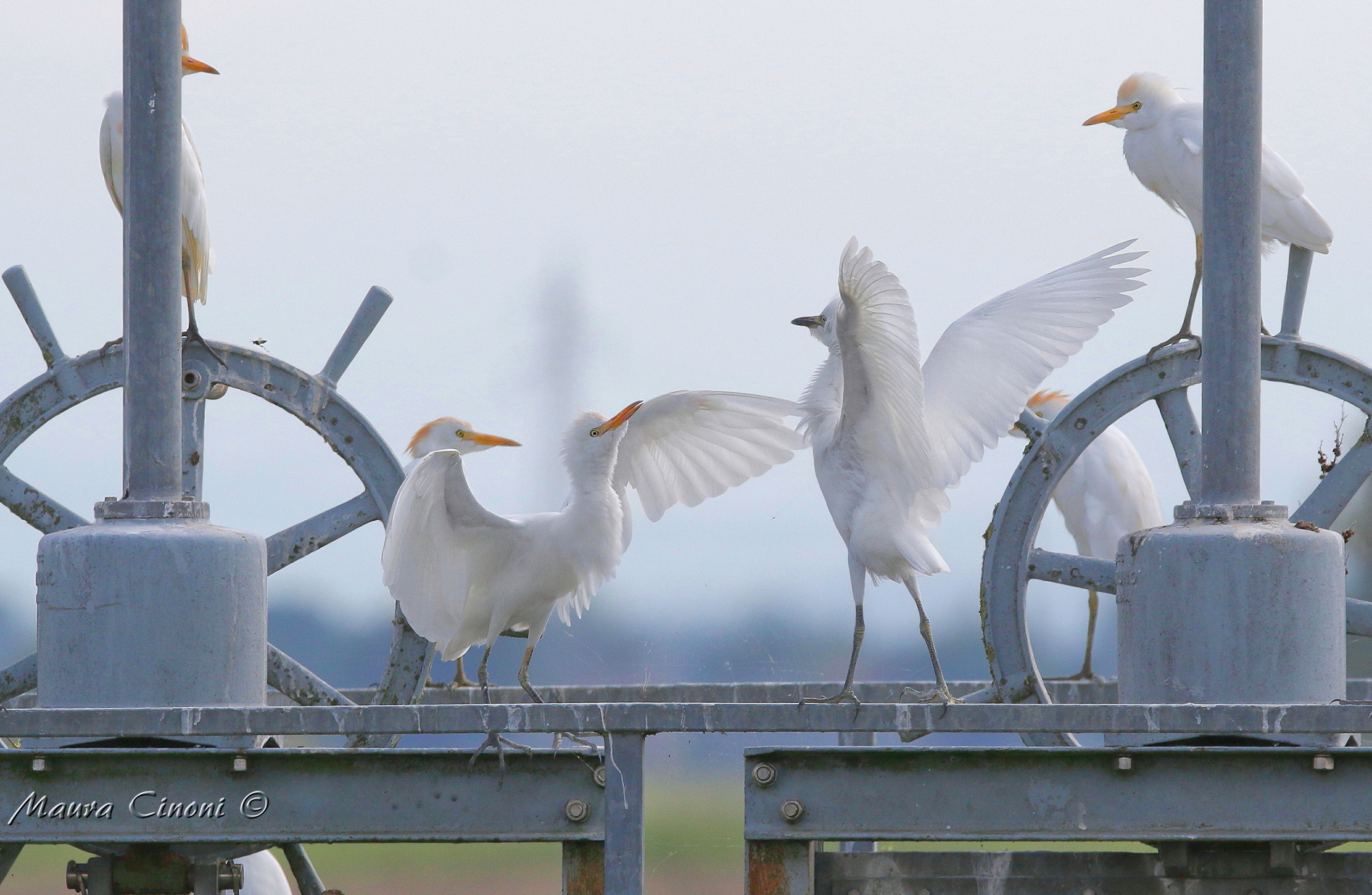 Aironi Guardabuoi in ambiente Padano