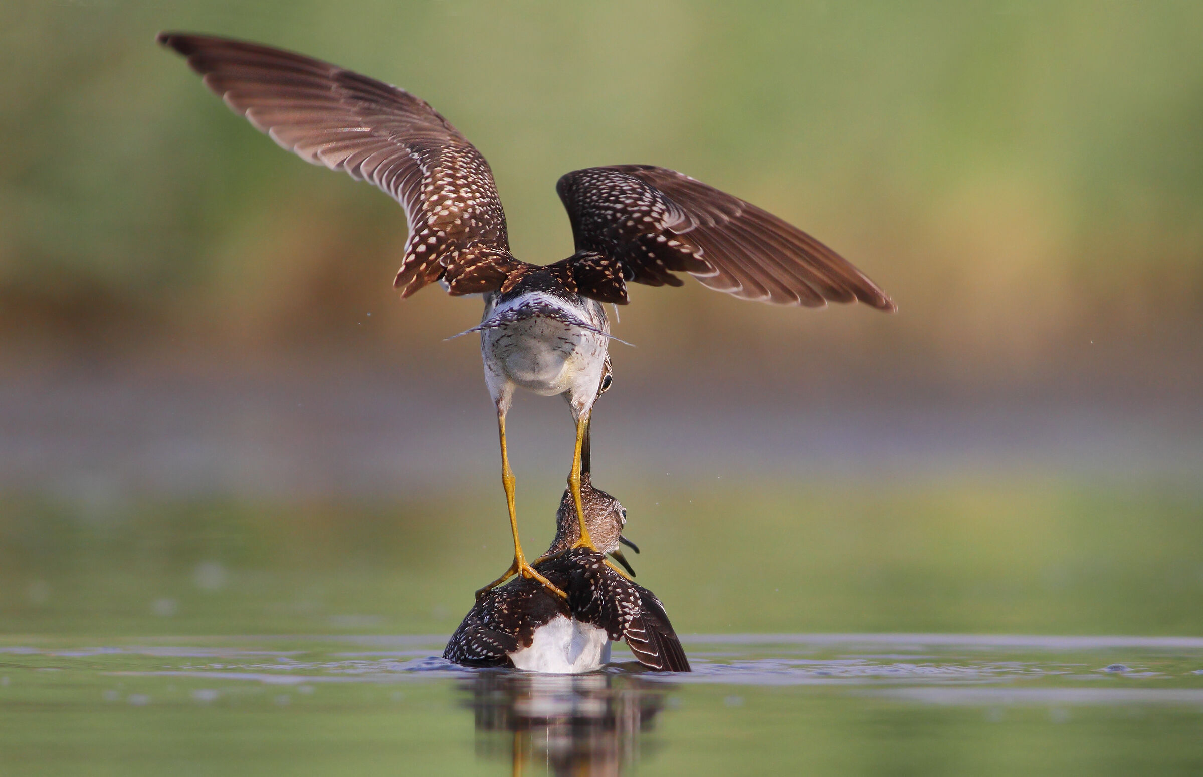 Tiè, beccate stà pungicata.