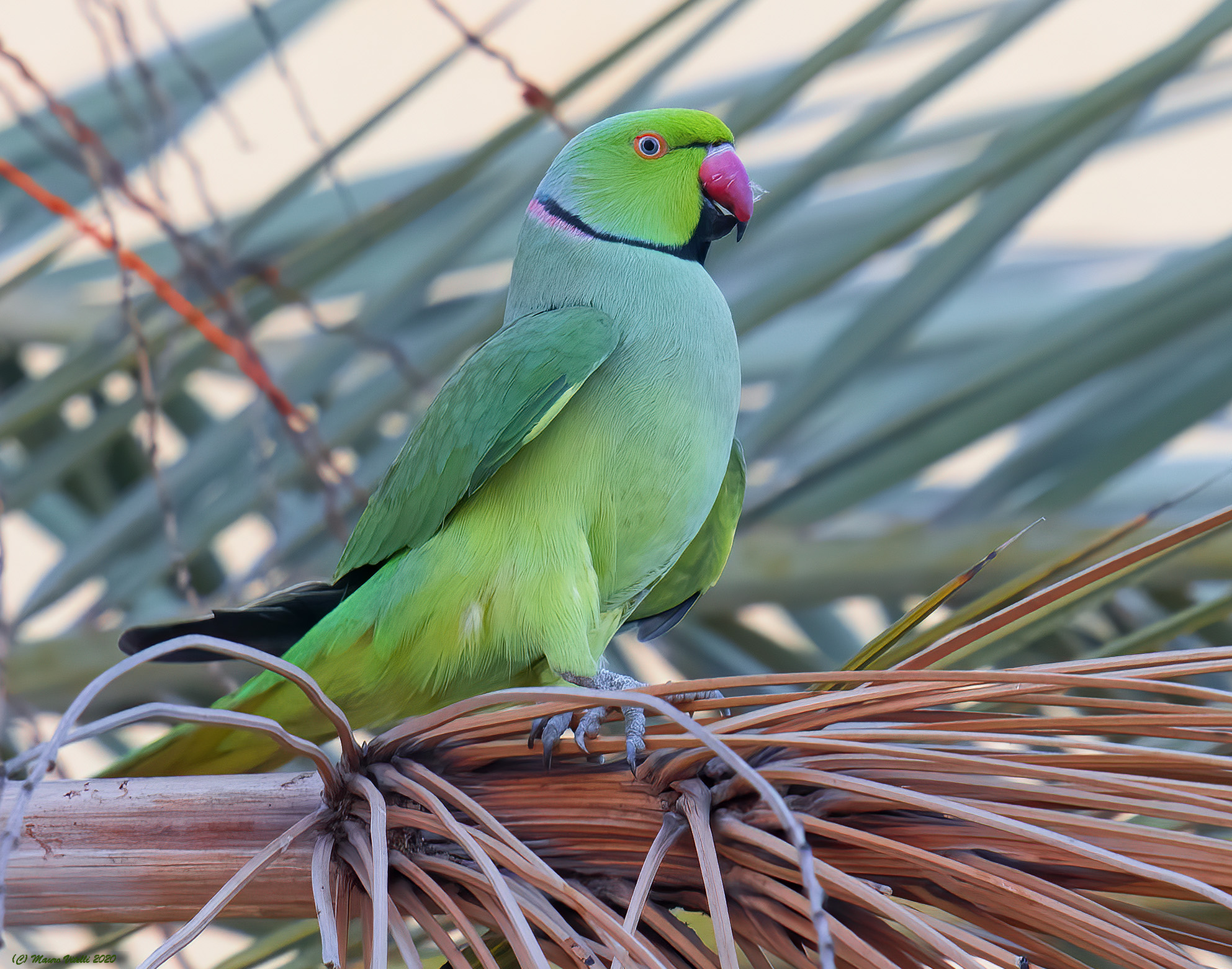Collared parachrocket (Psittacula Krameri)