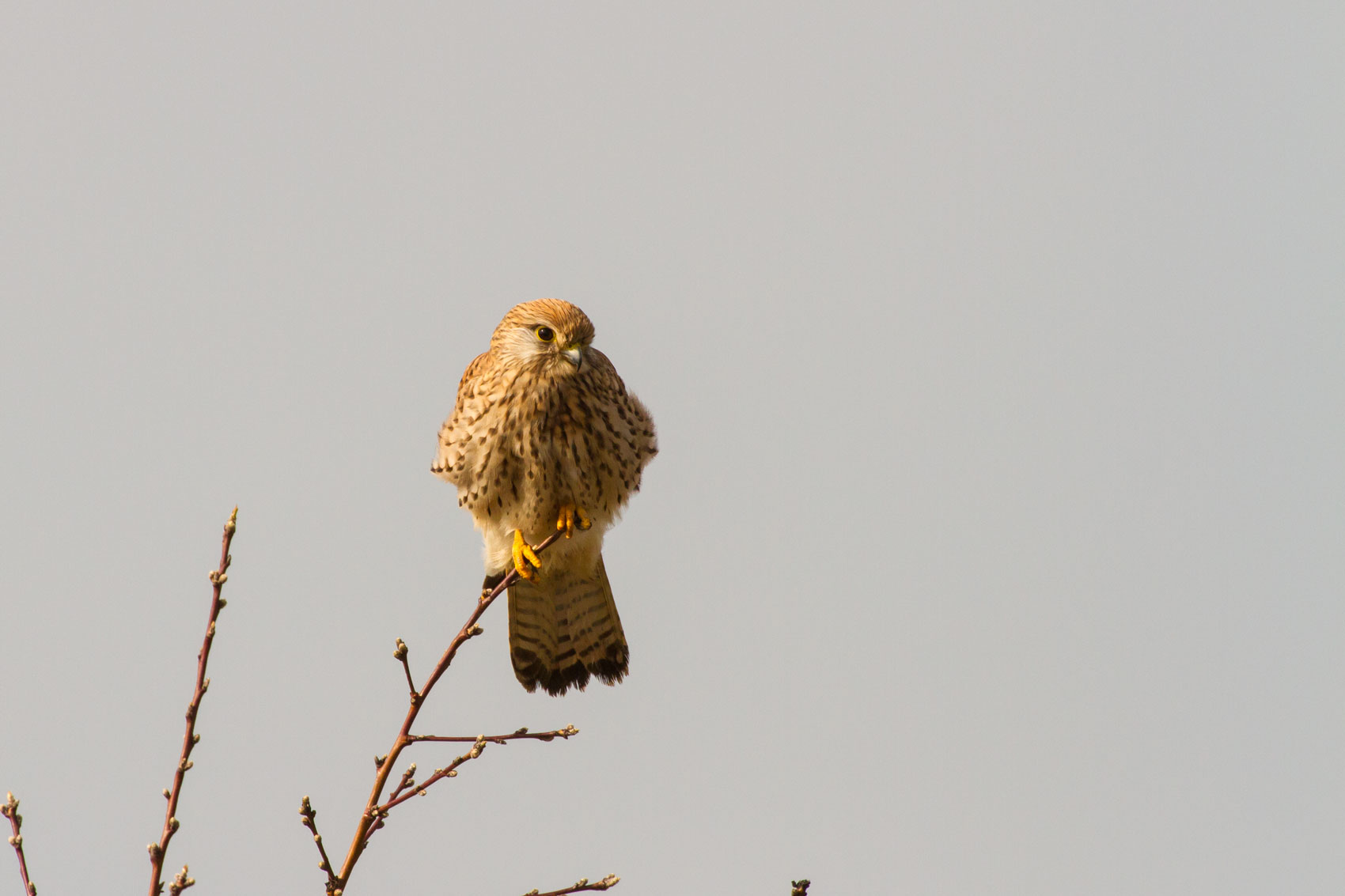 Female kestrel