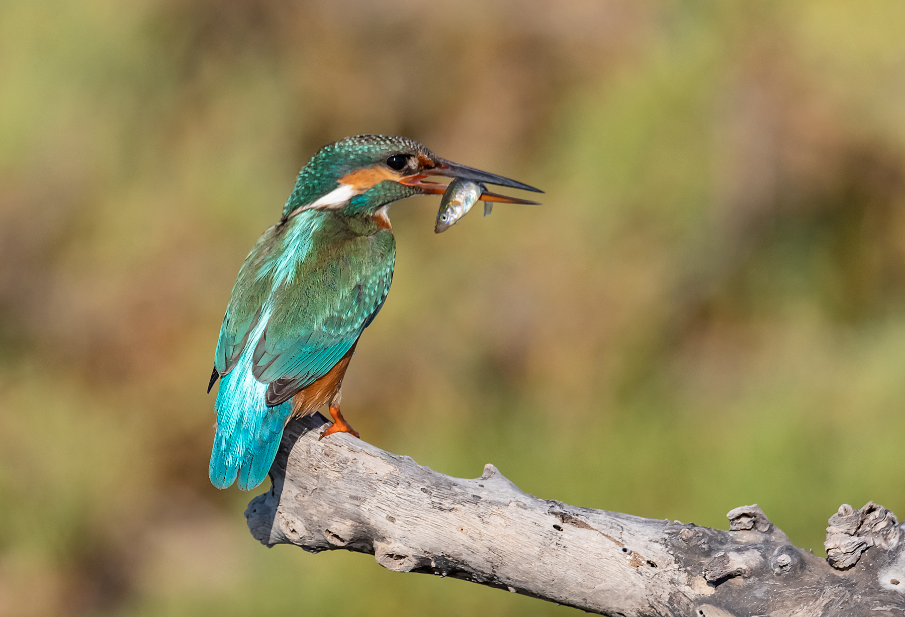 Kingfisher