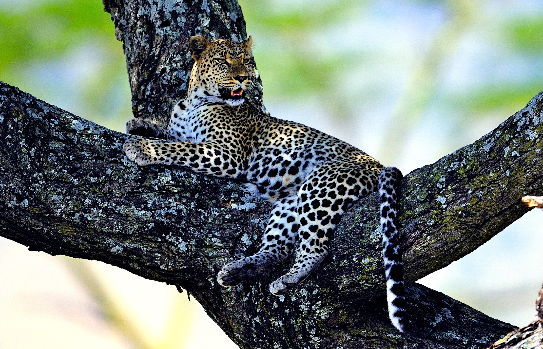 leopardo
