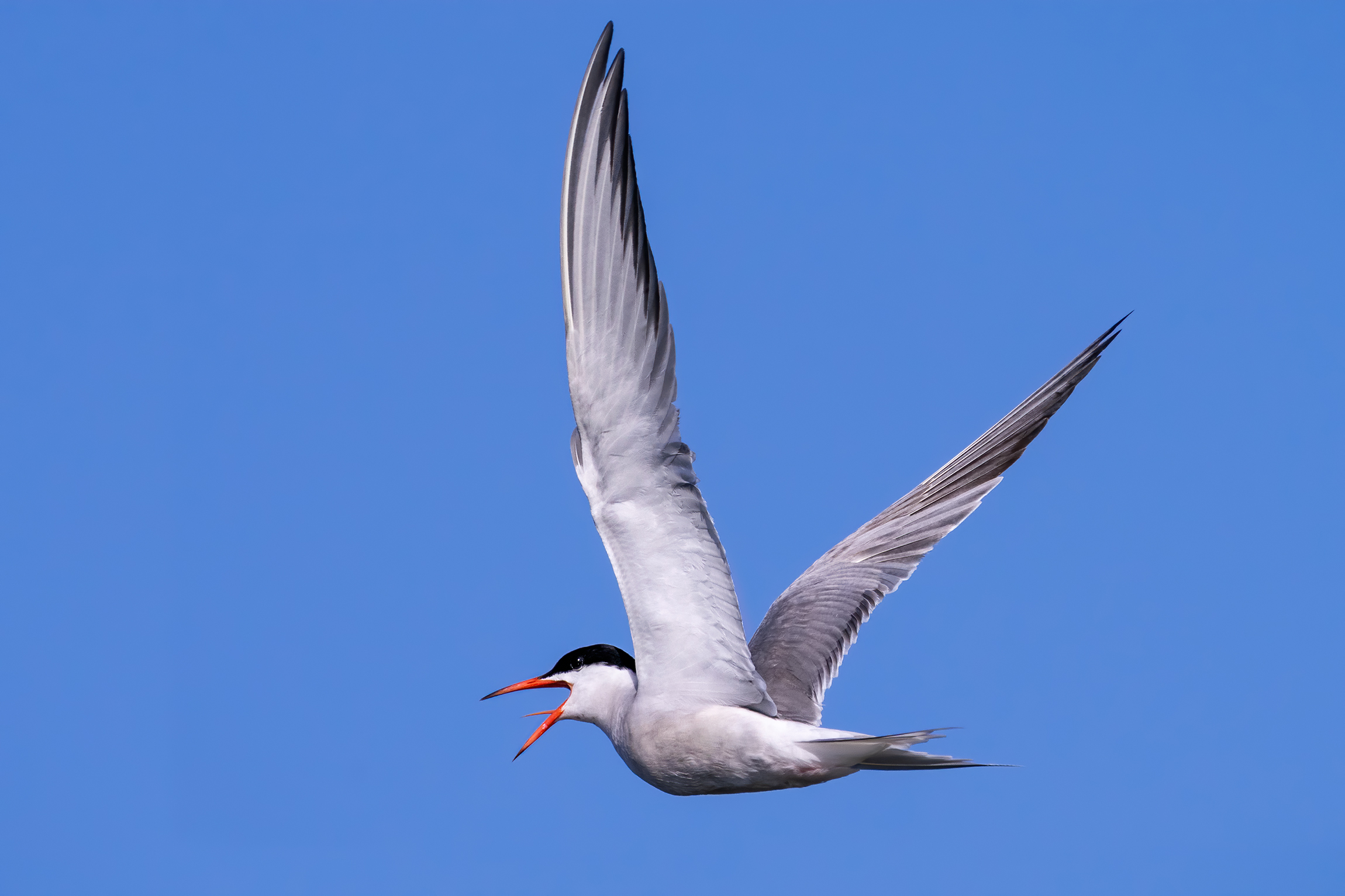 Common tern