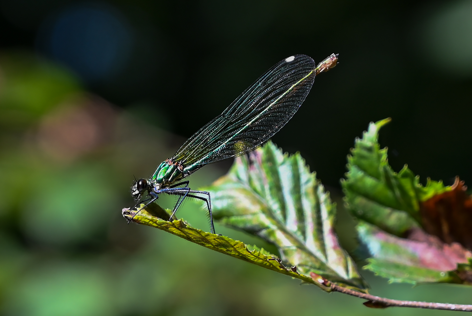 Calopteryx splendens femmina