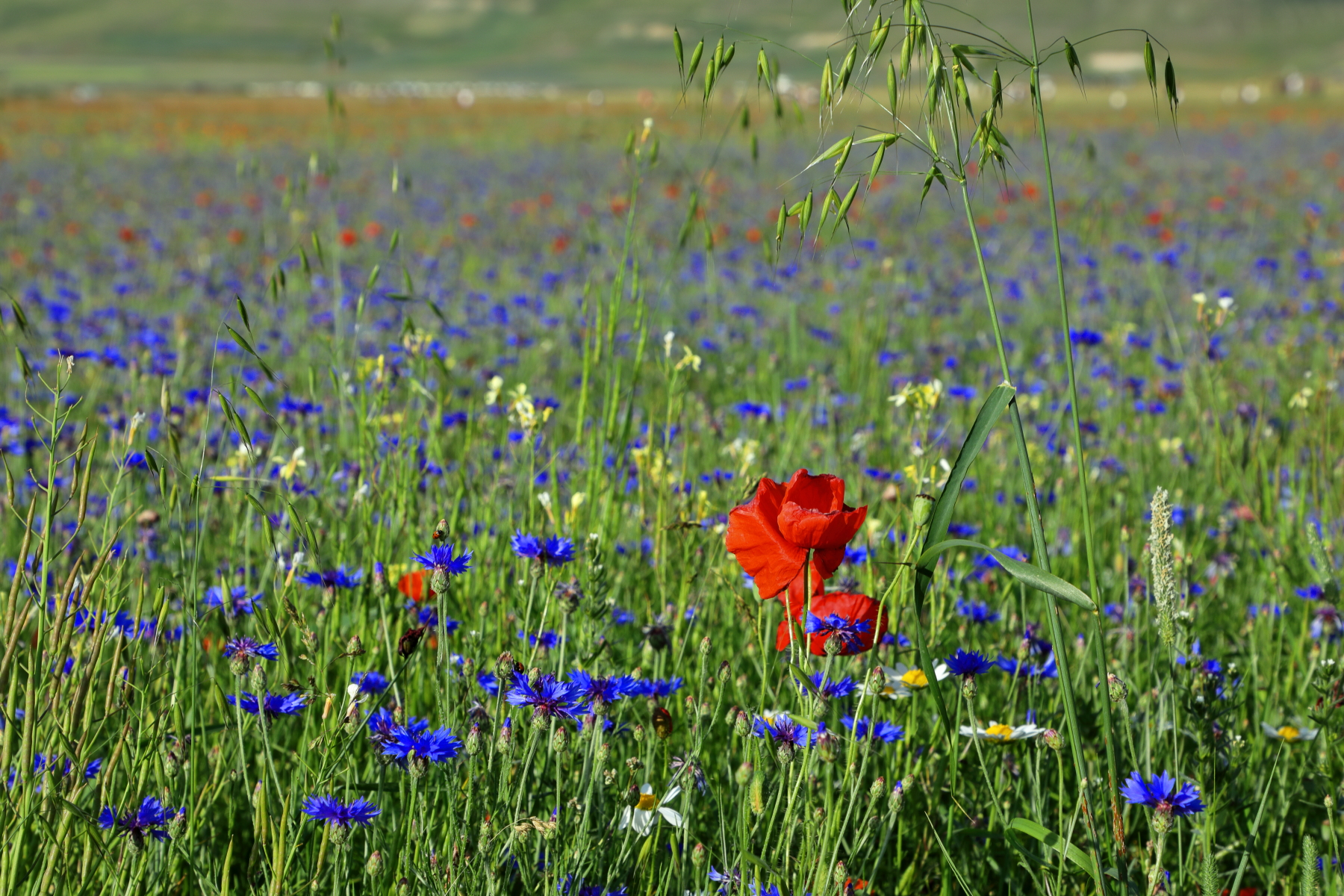 Norcia's Castelluccio