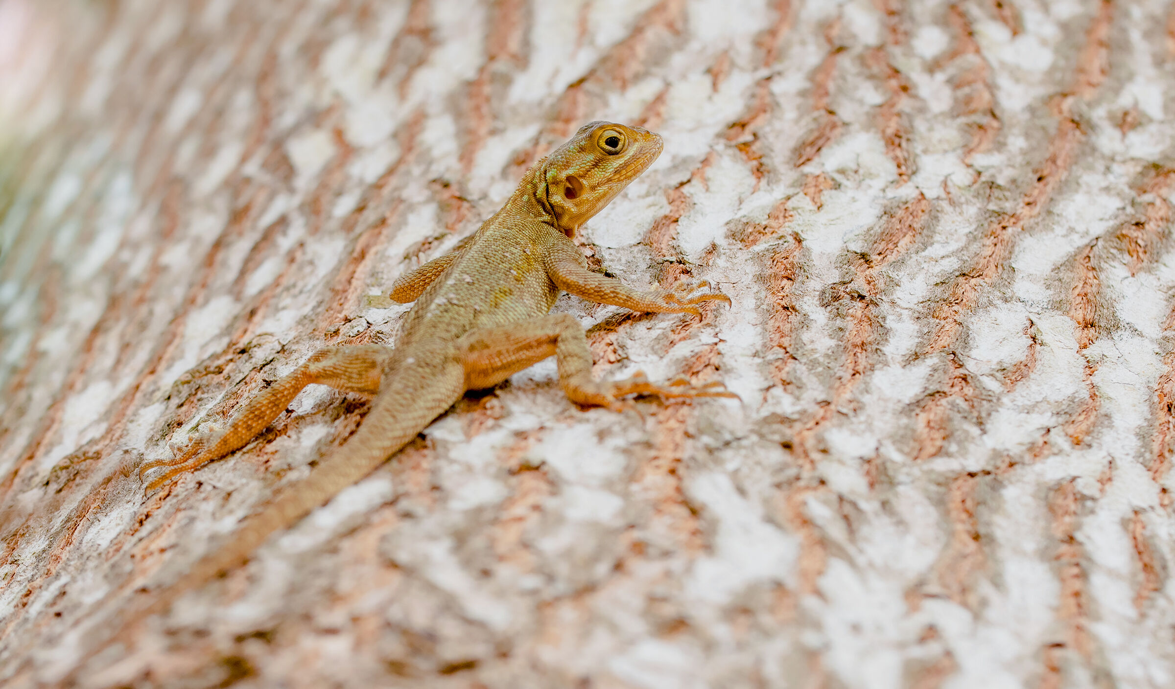 agama dalla testa rossa (femmina)