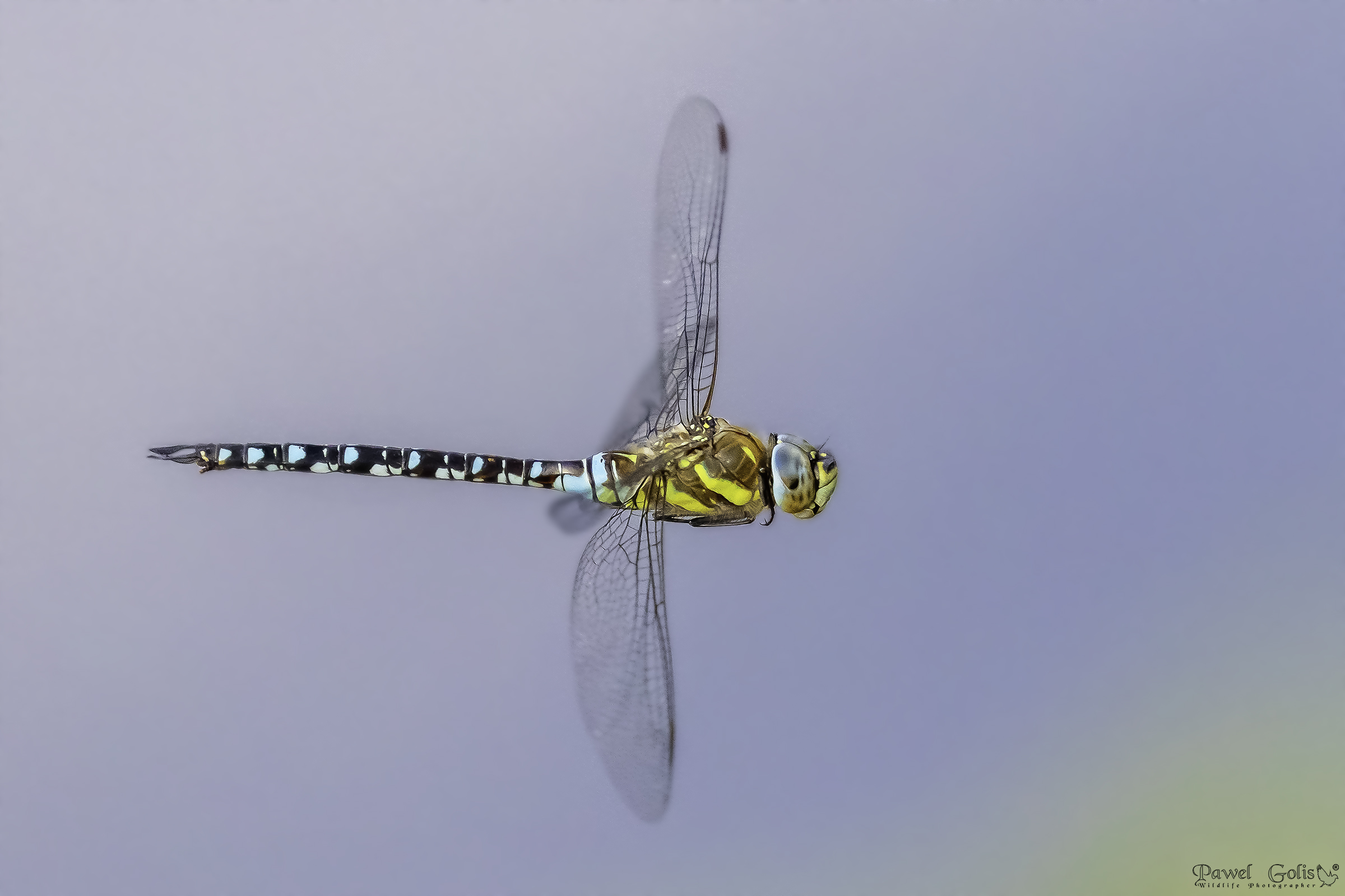 Venditore ambulante migrante (Aeshna mixta)