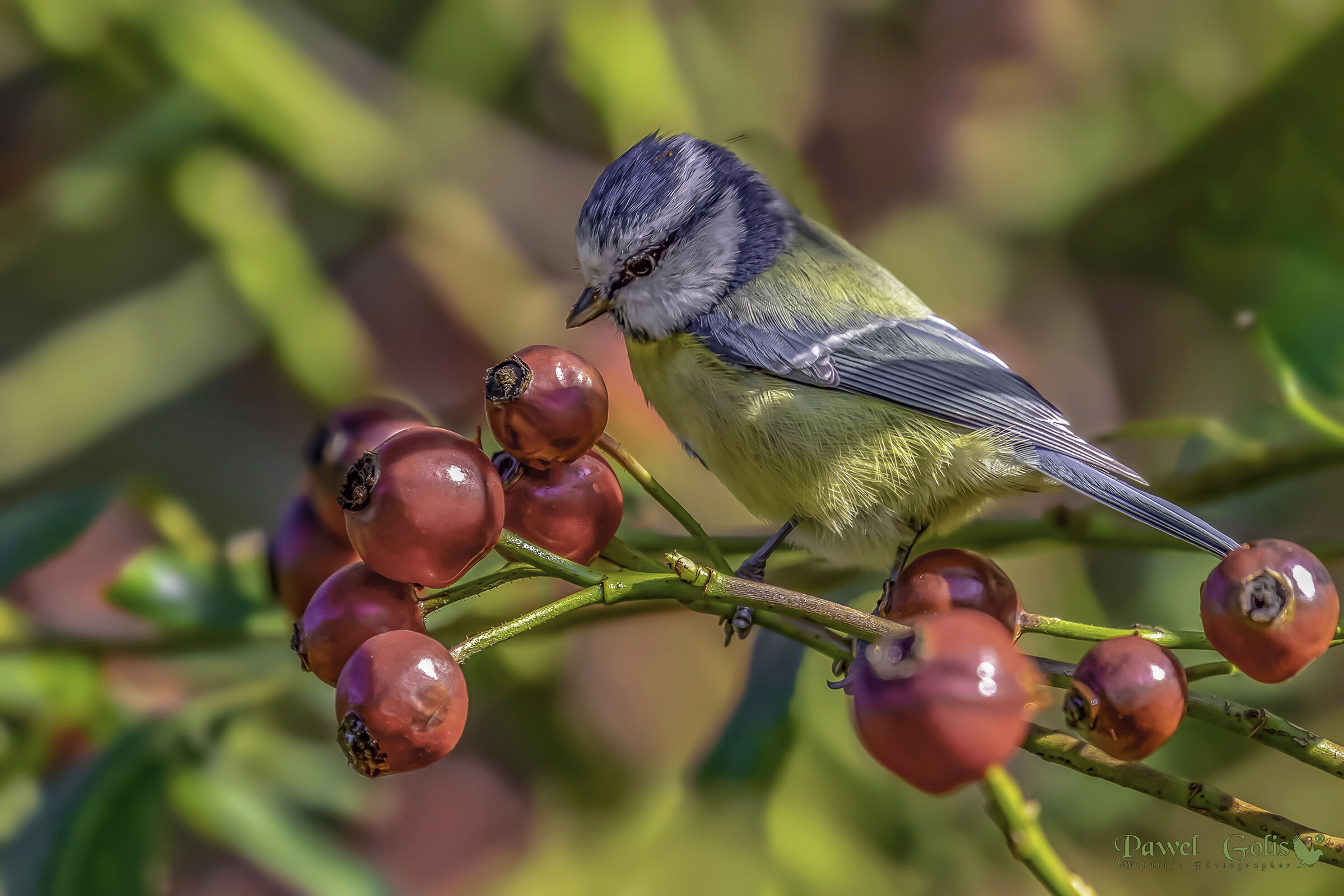 Tetta blu eurasiatica (Cianistie caeruleus)