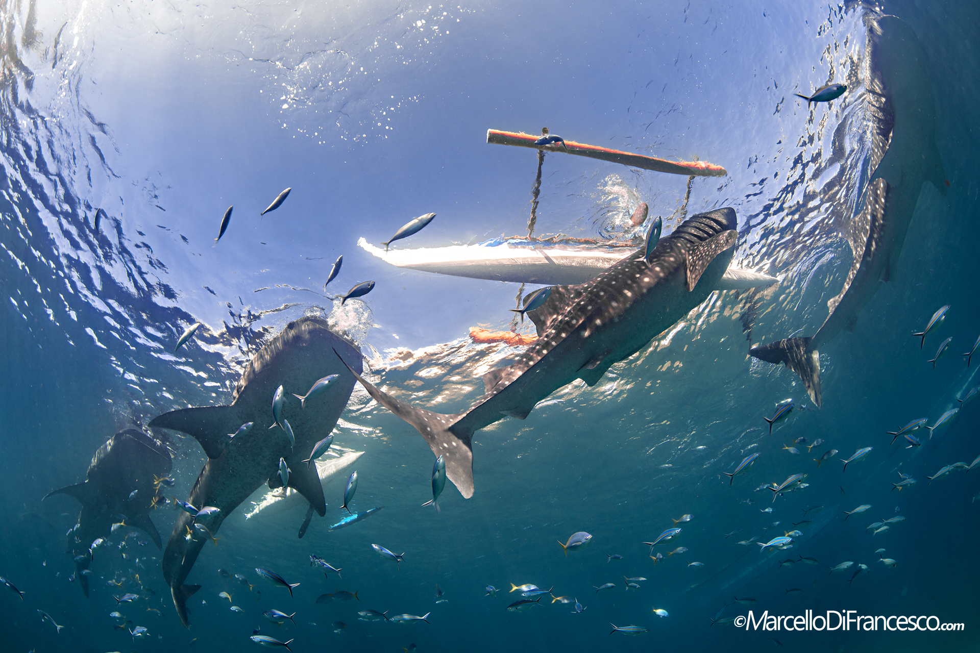 Swimming With Giants