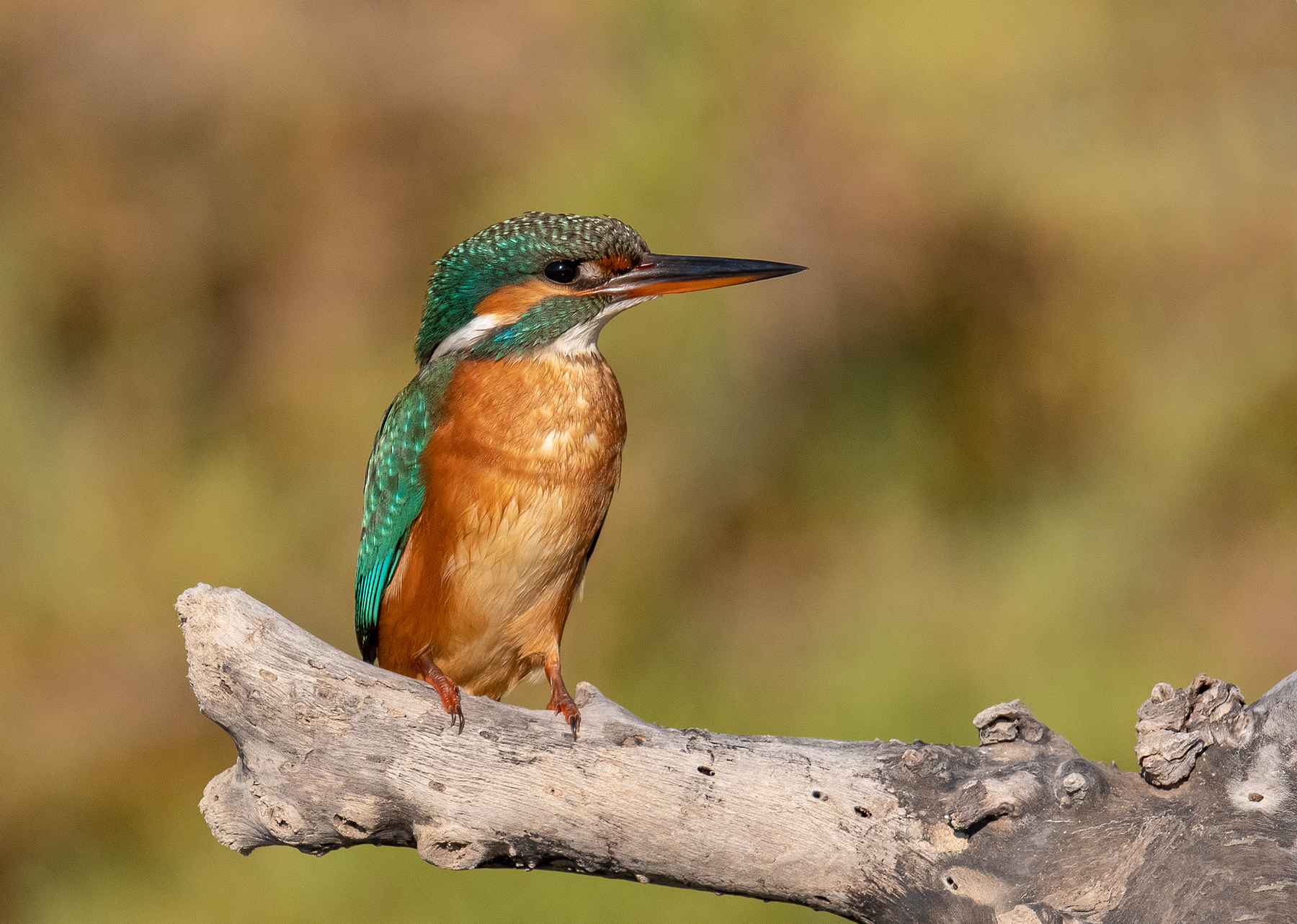 Kingfisher