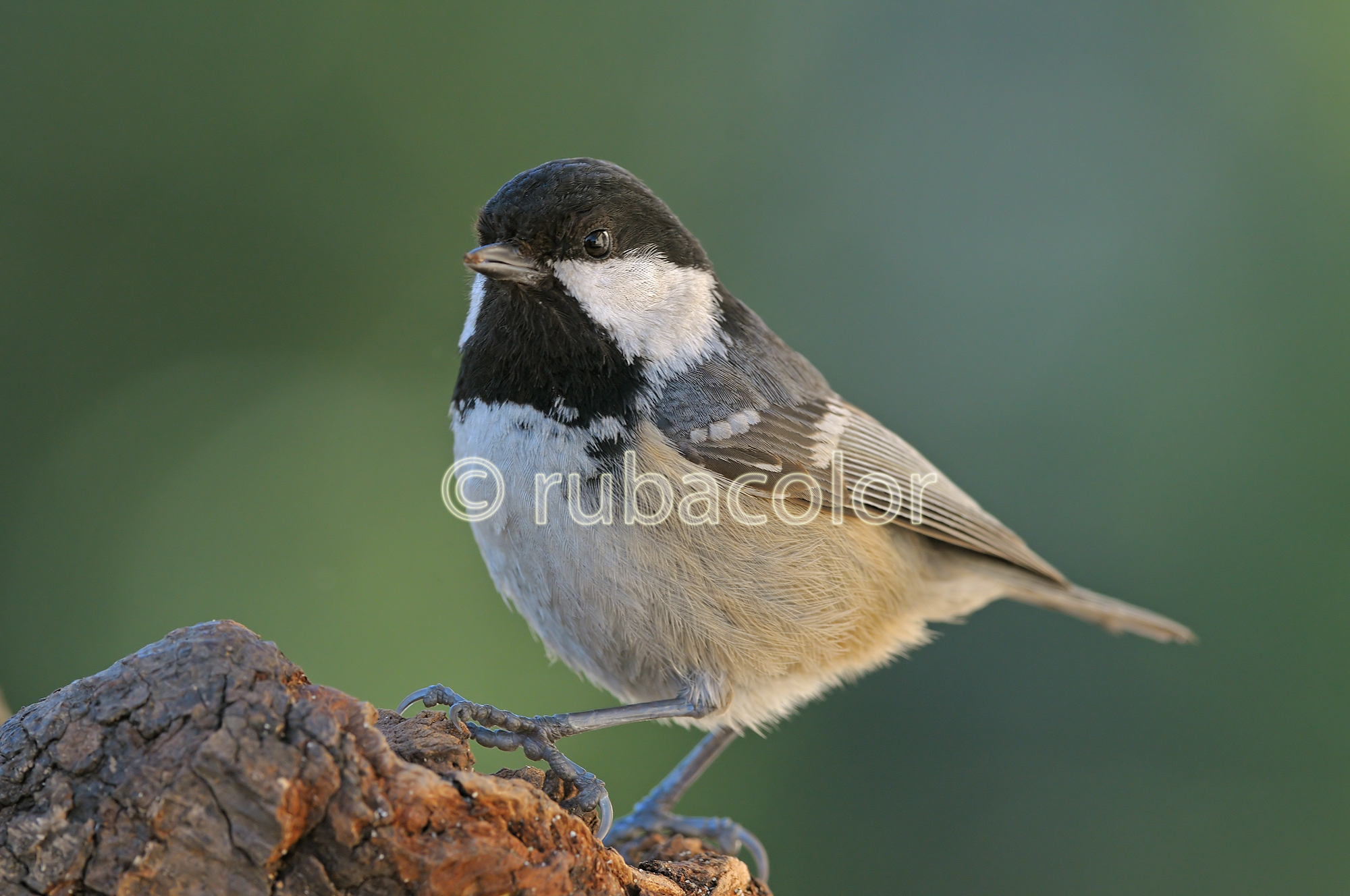 La mia prima cincia mora