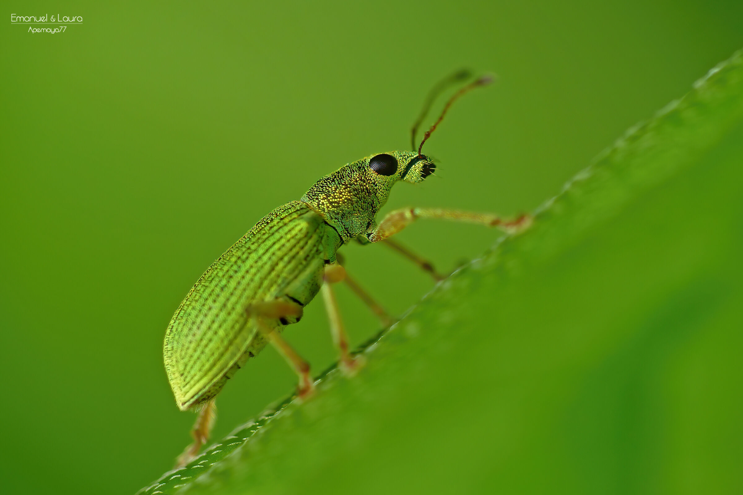 Curculionide Polydrusus sericeus