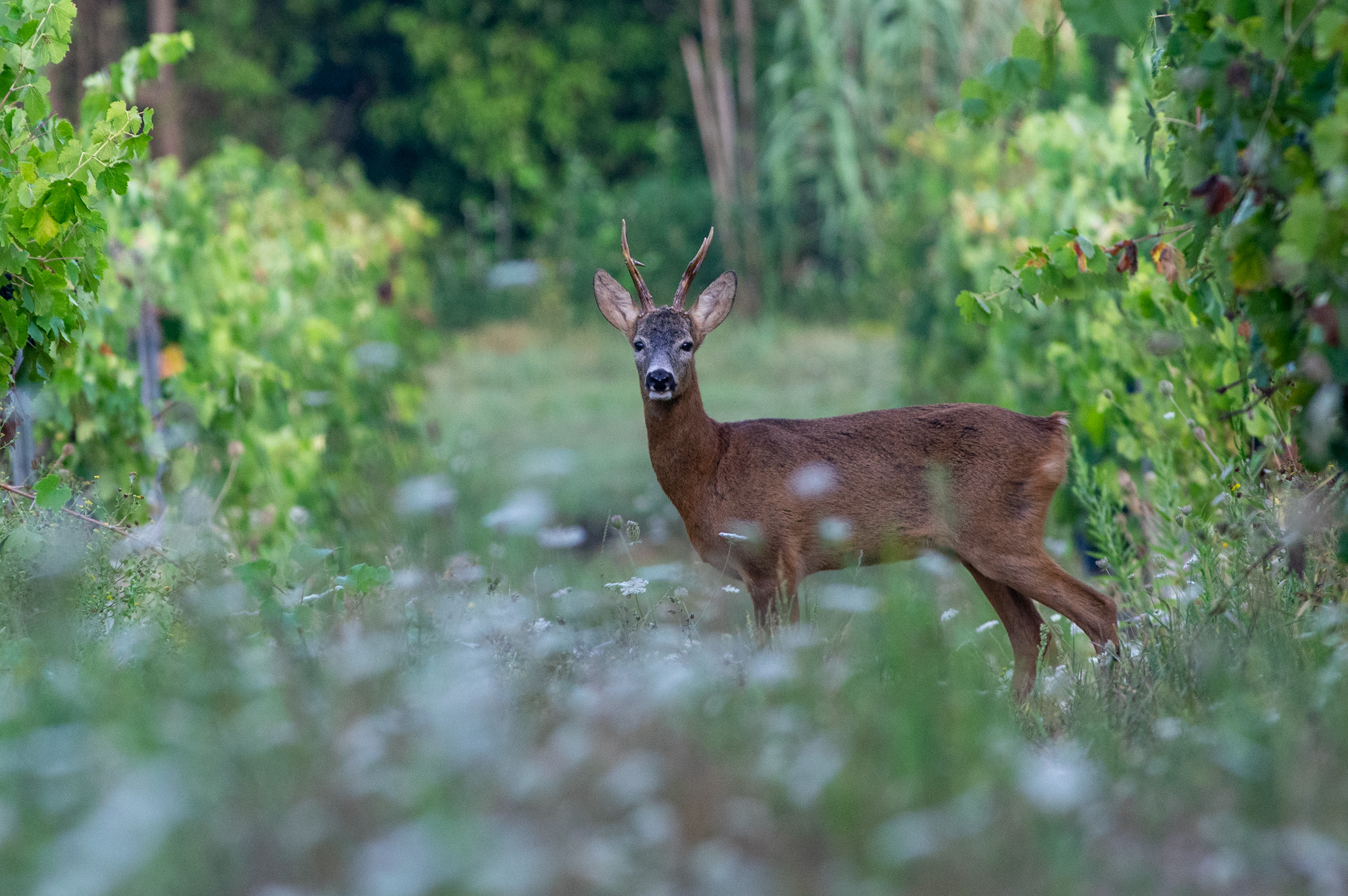 Capriolo (Capreolus capreolus)