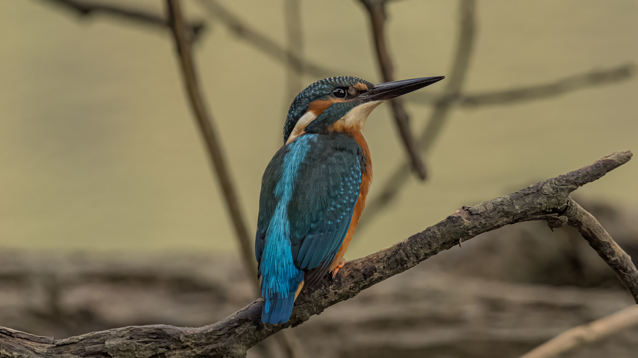 Alcedo atthis