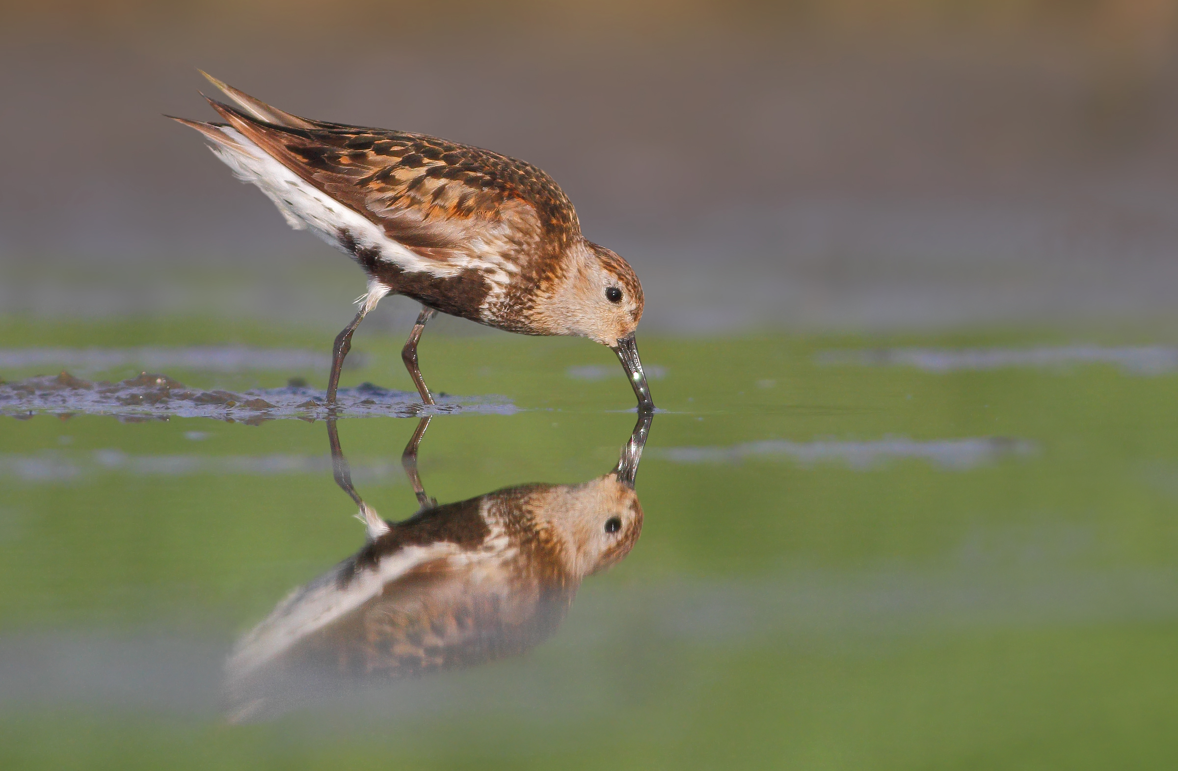 piovanello pancianera