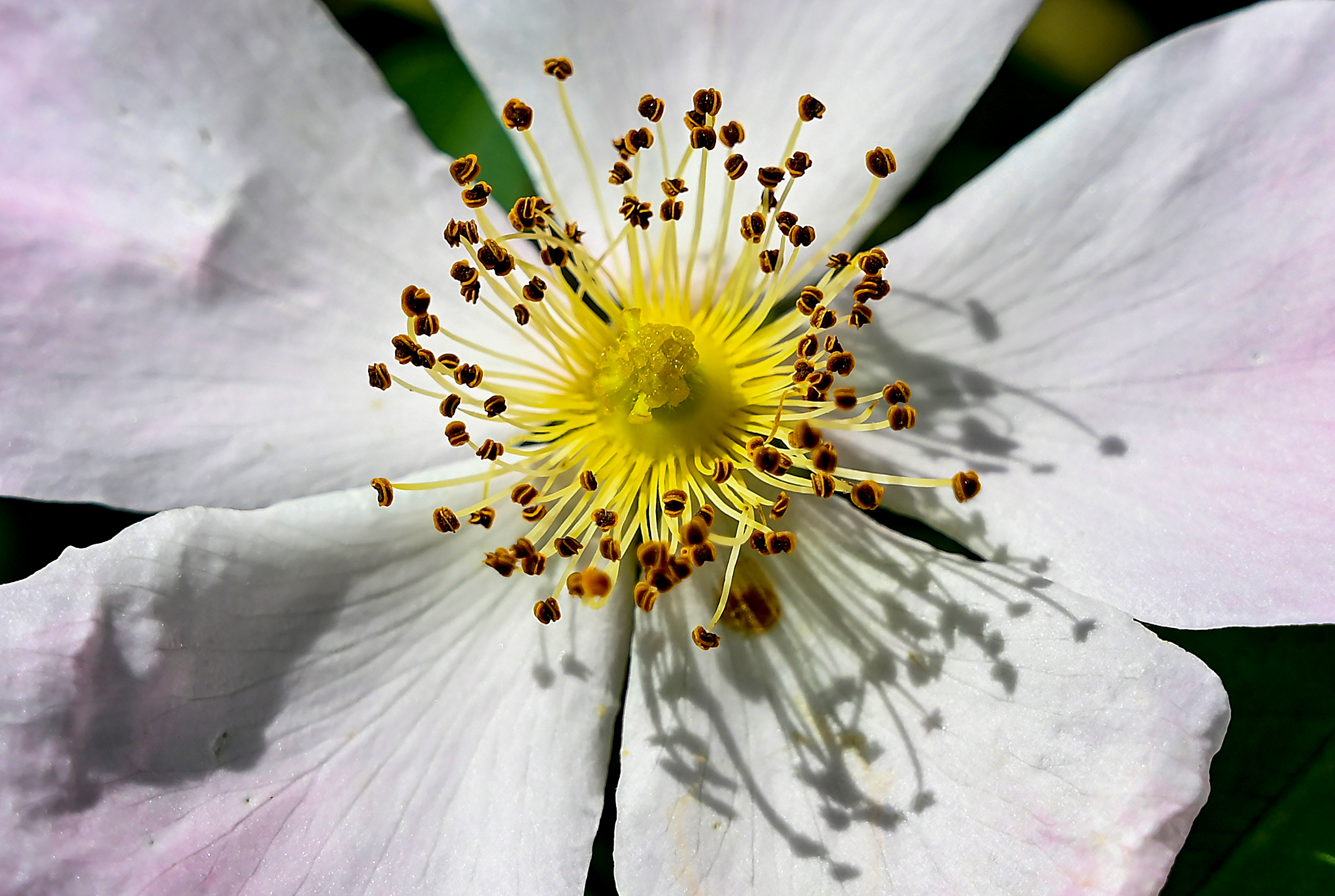 L'"anima" della Rosa Canina