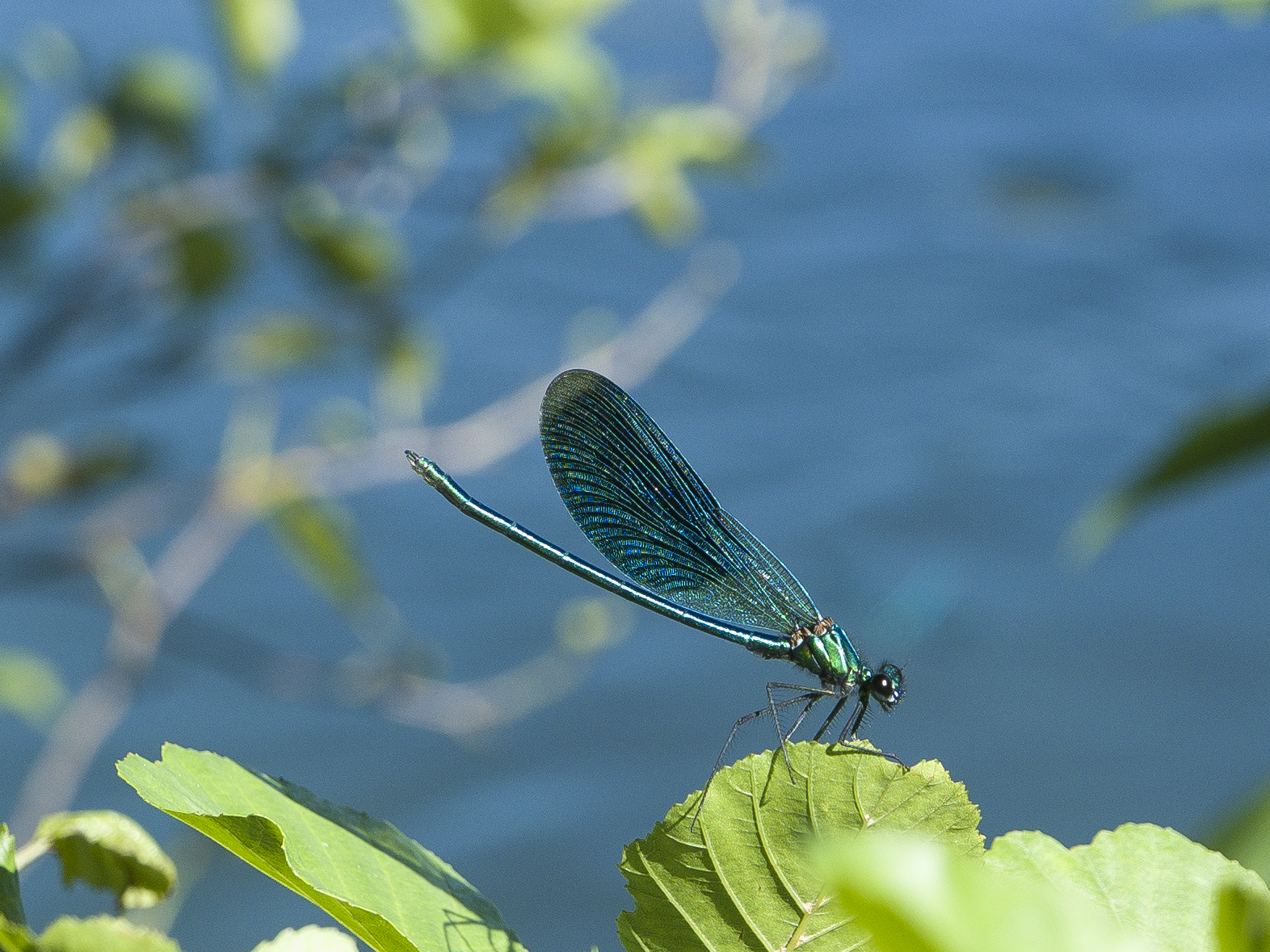 Profilo di una libellula