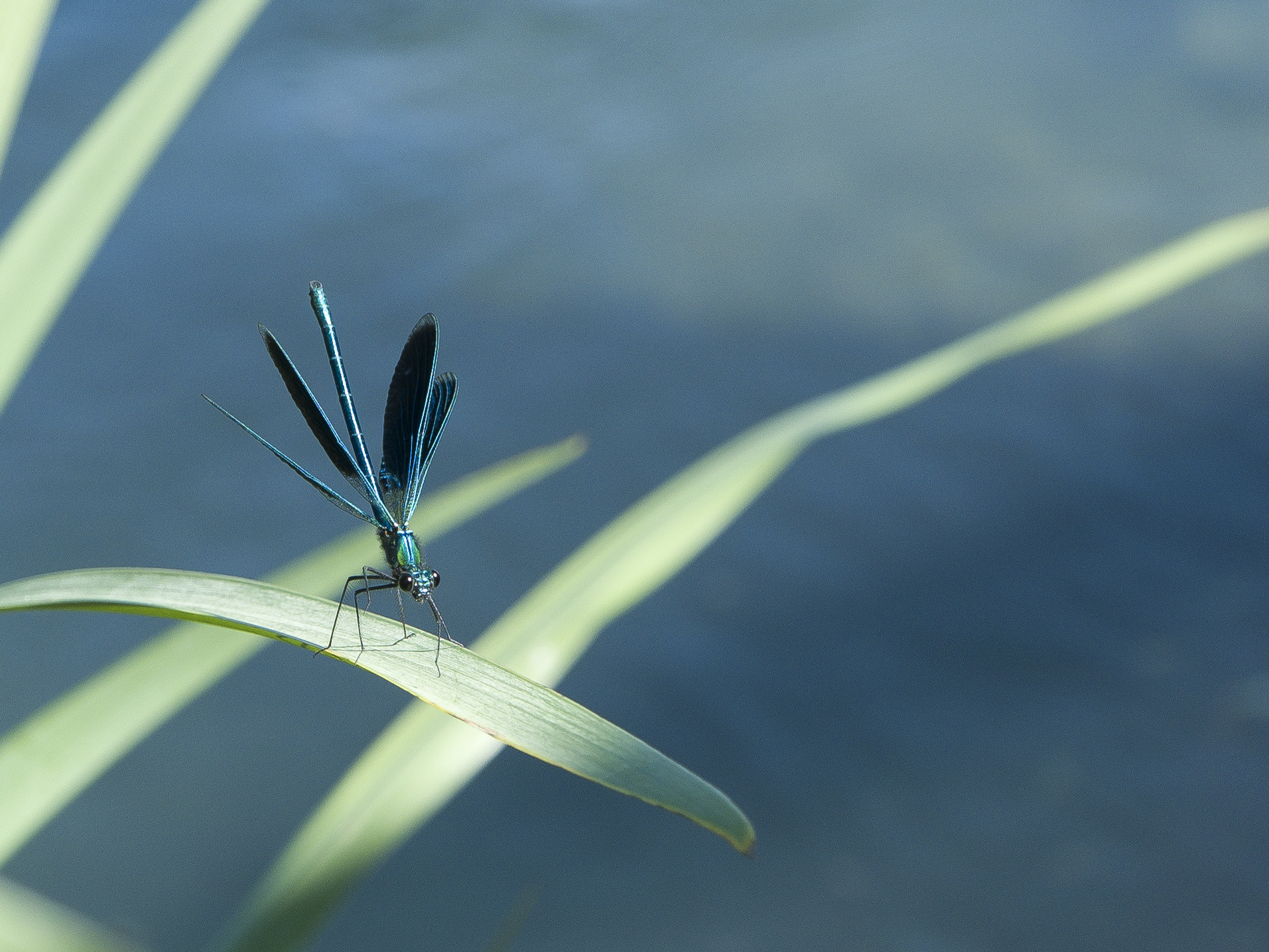 Pronta a spiccare il volo