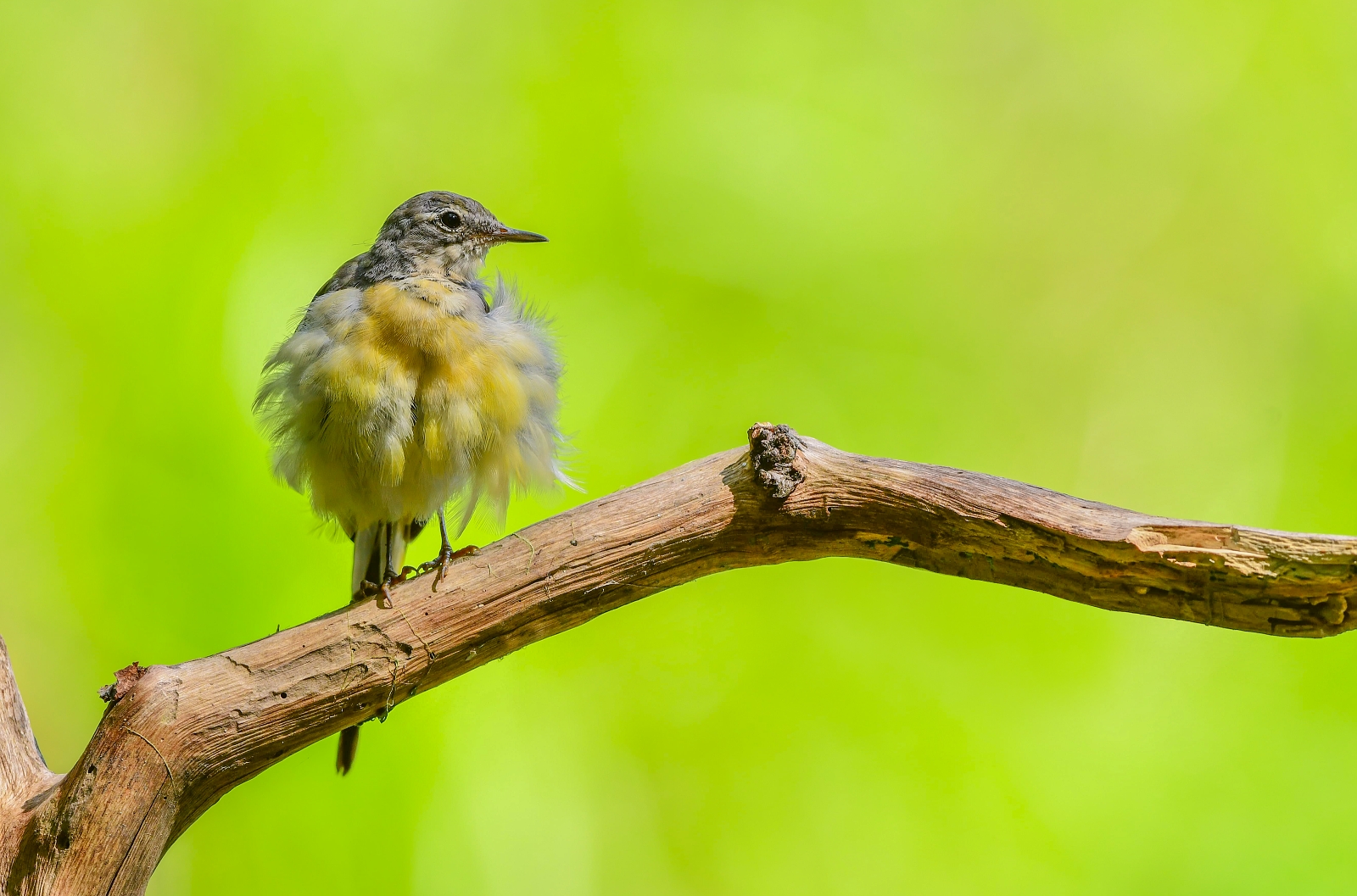 young mountain wagtail