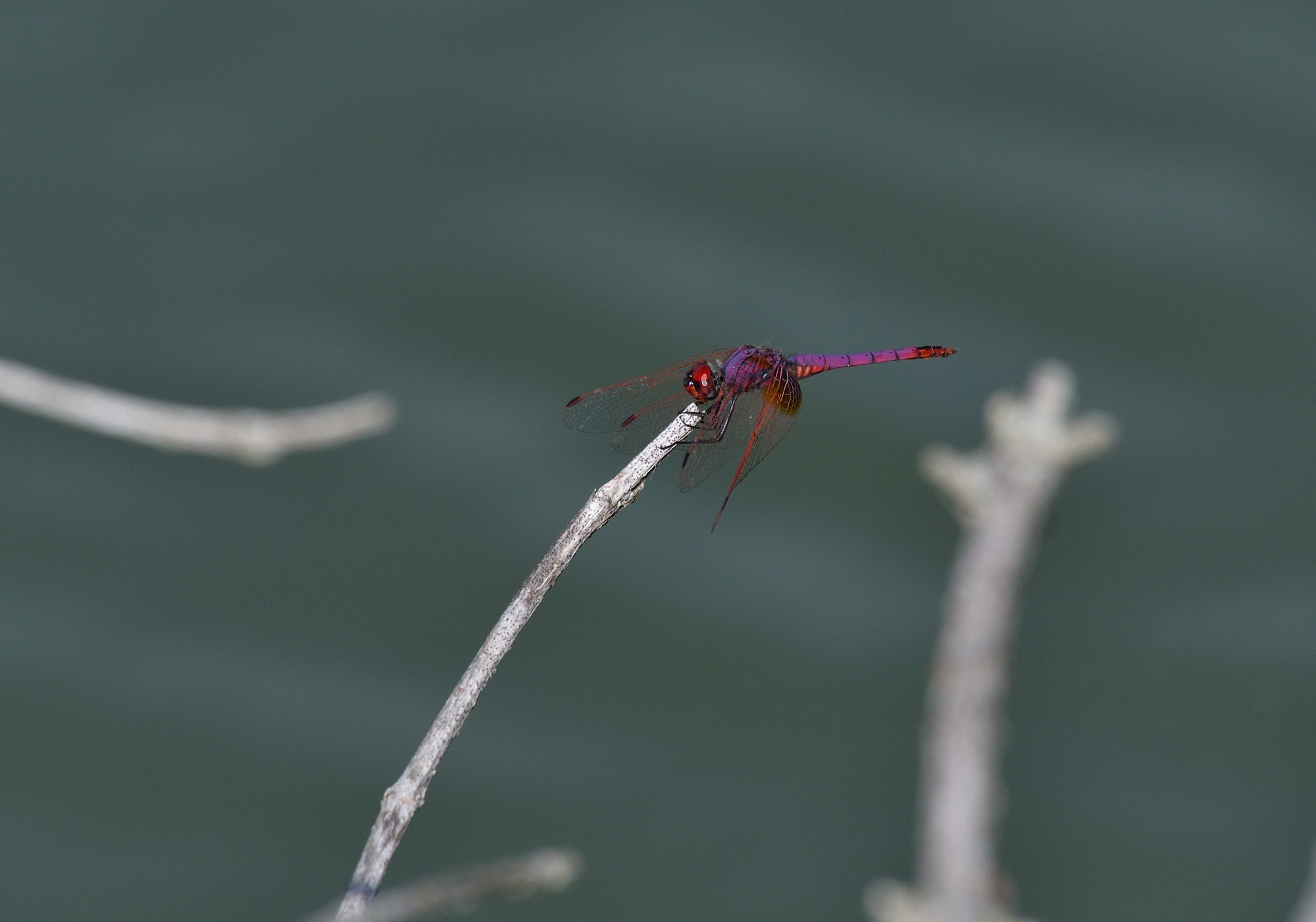 trithemis annulata