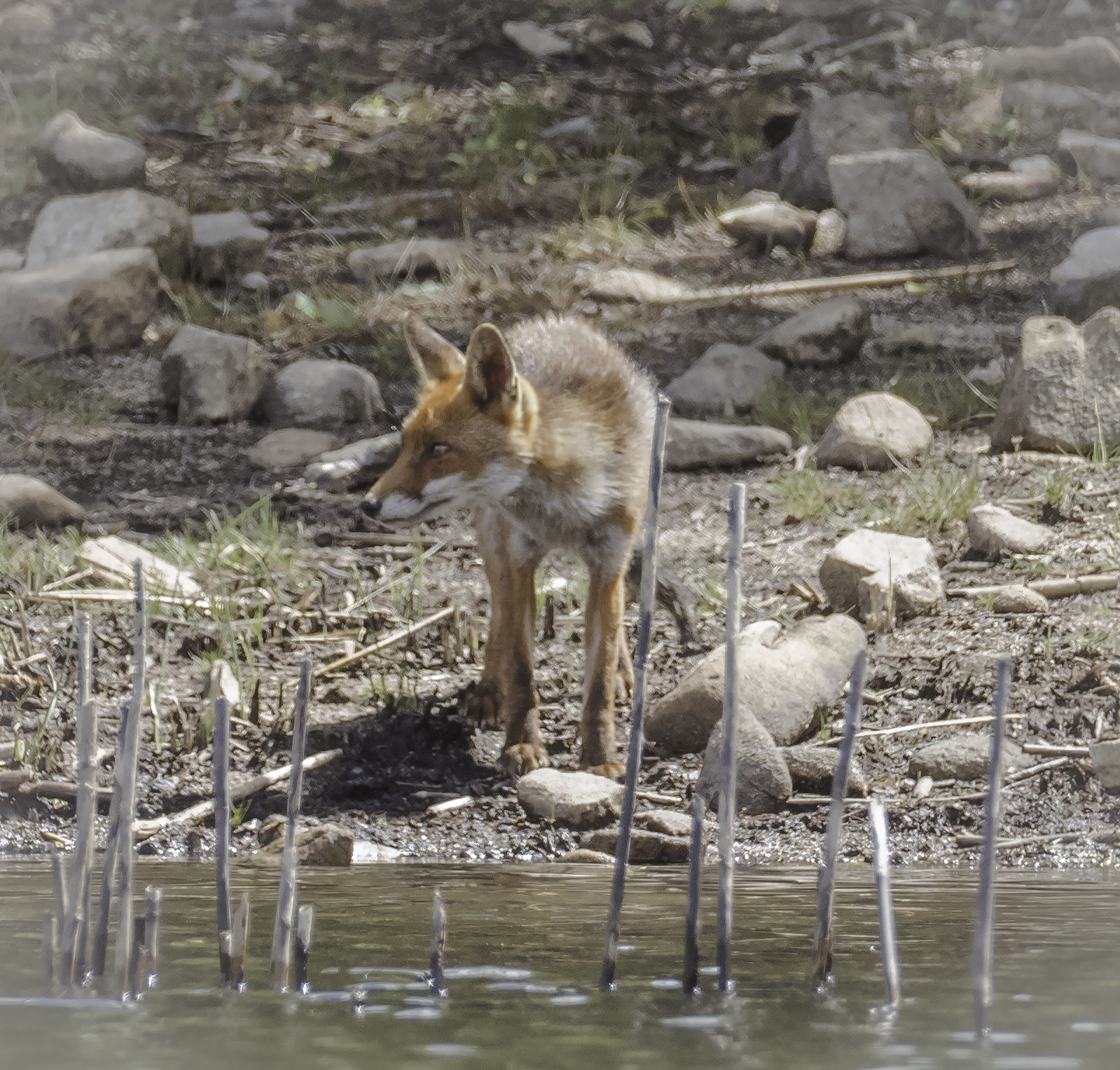 la volpe a monte Lerno