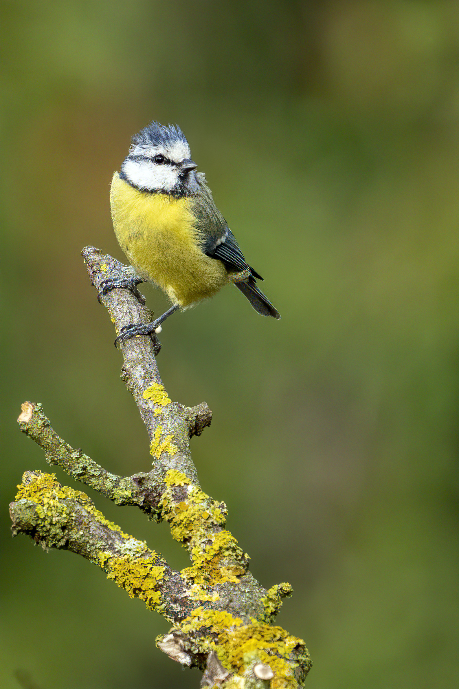 La solita cinciarella