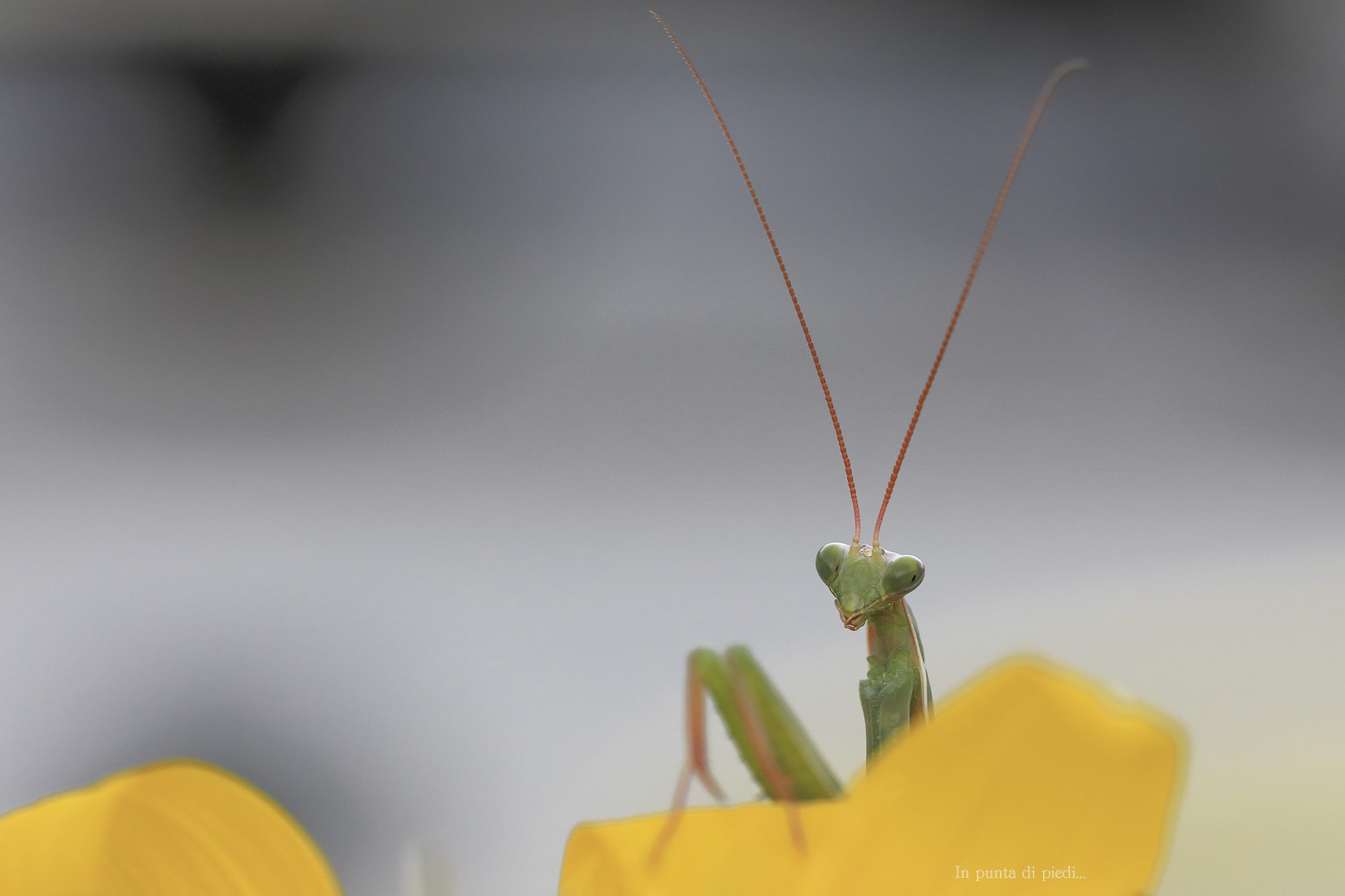 Mantide religiosa - Mantis religiosa