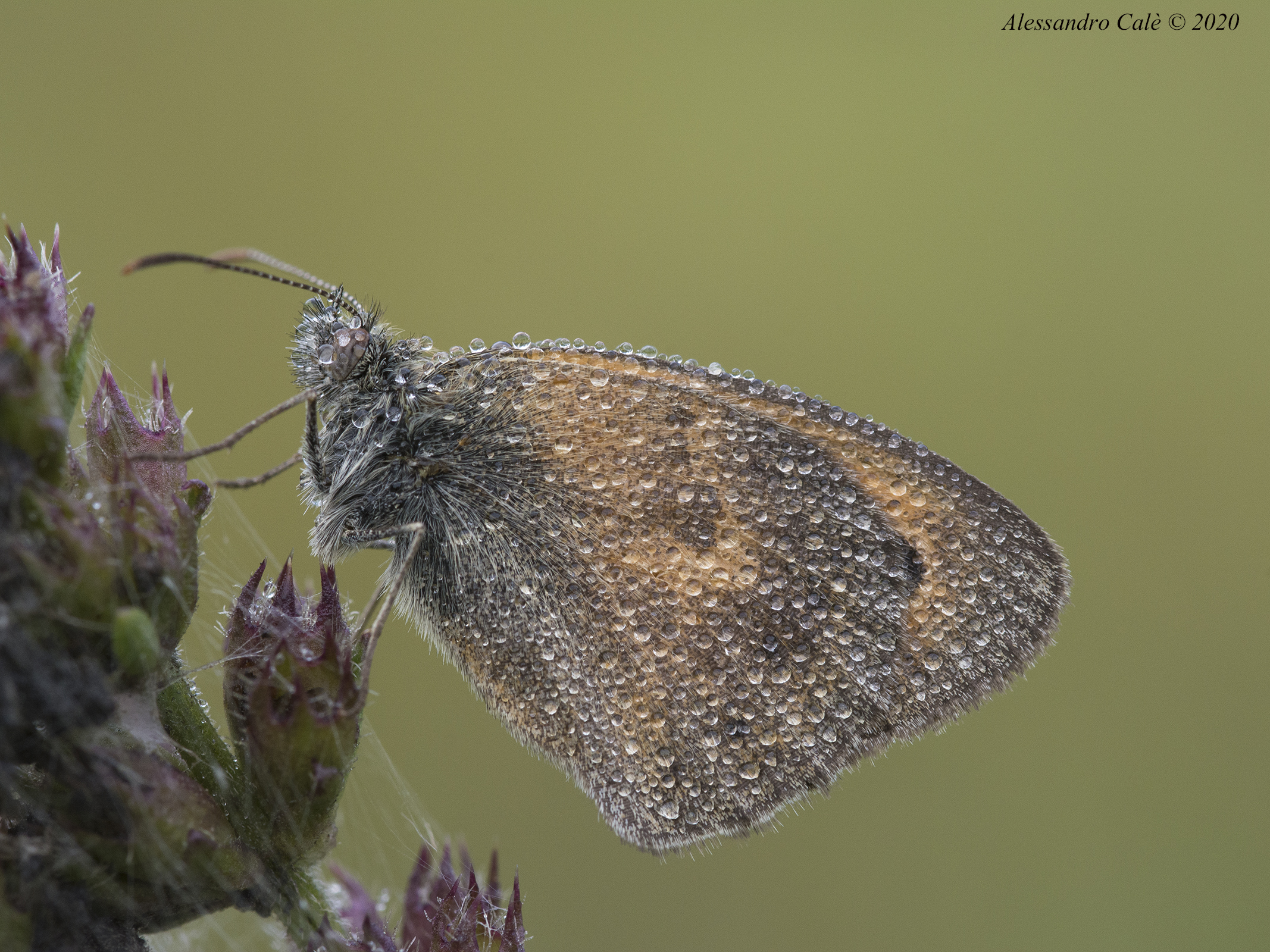 Coenonympha pamphilius 9164