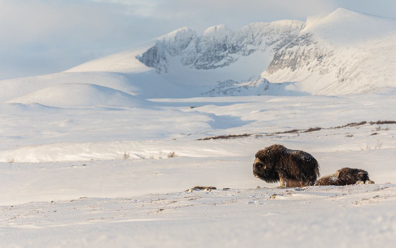 Musk Ox