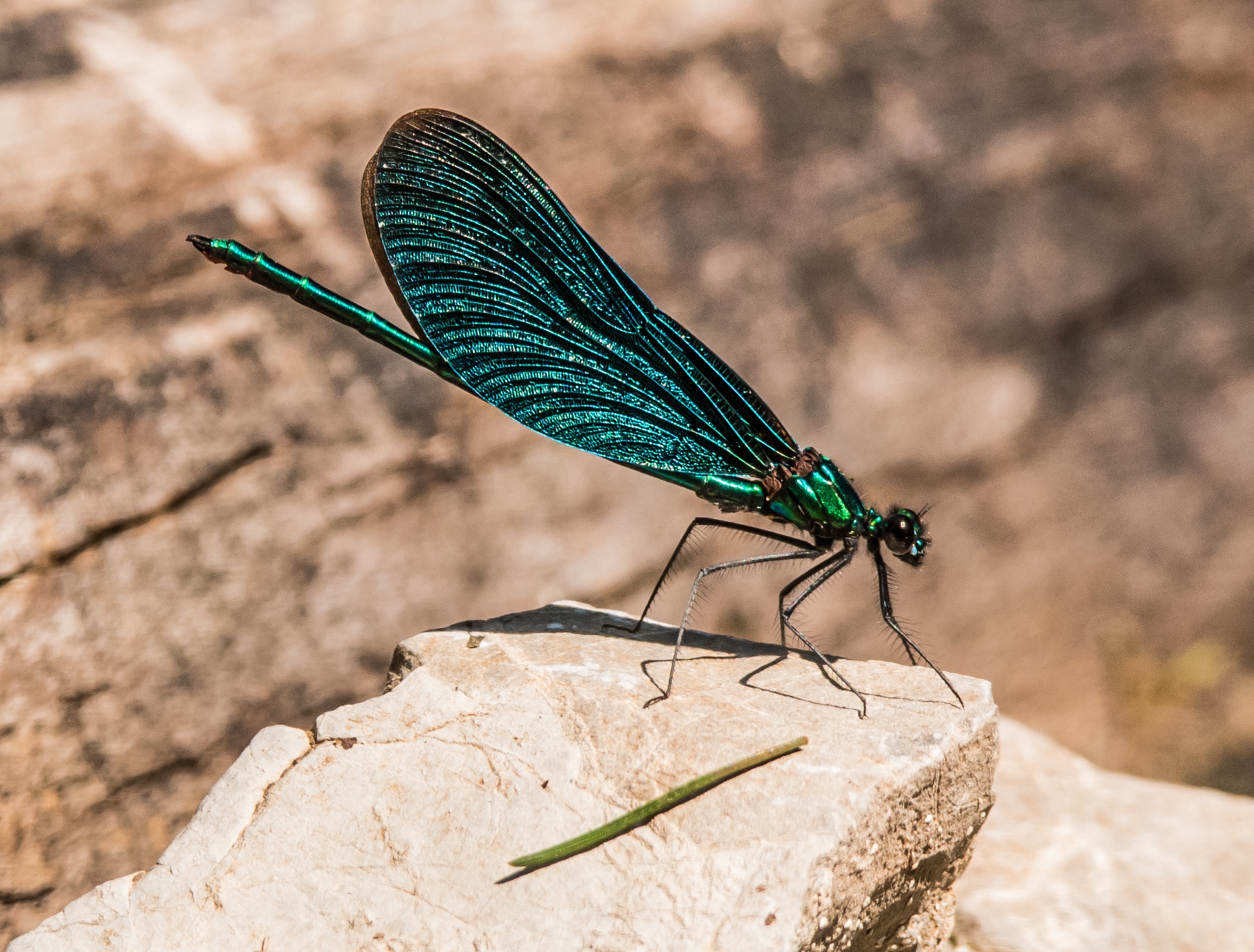 Blue Dragonfly