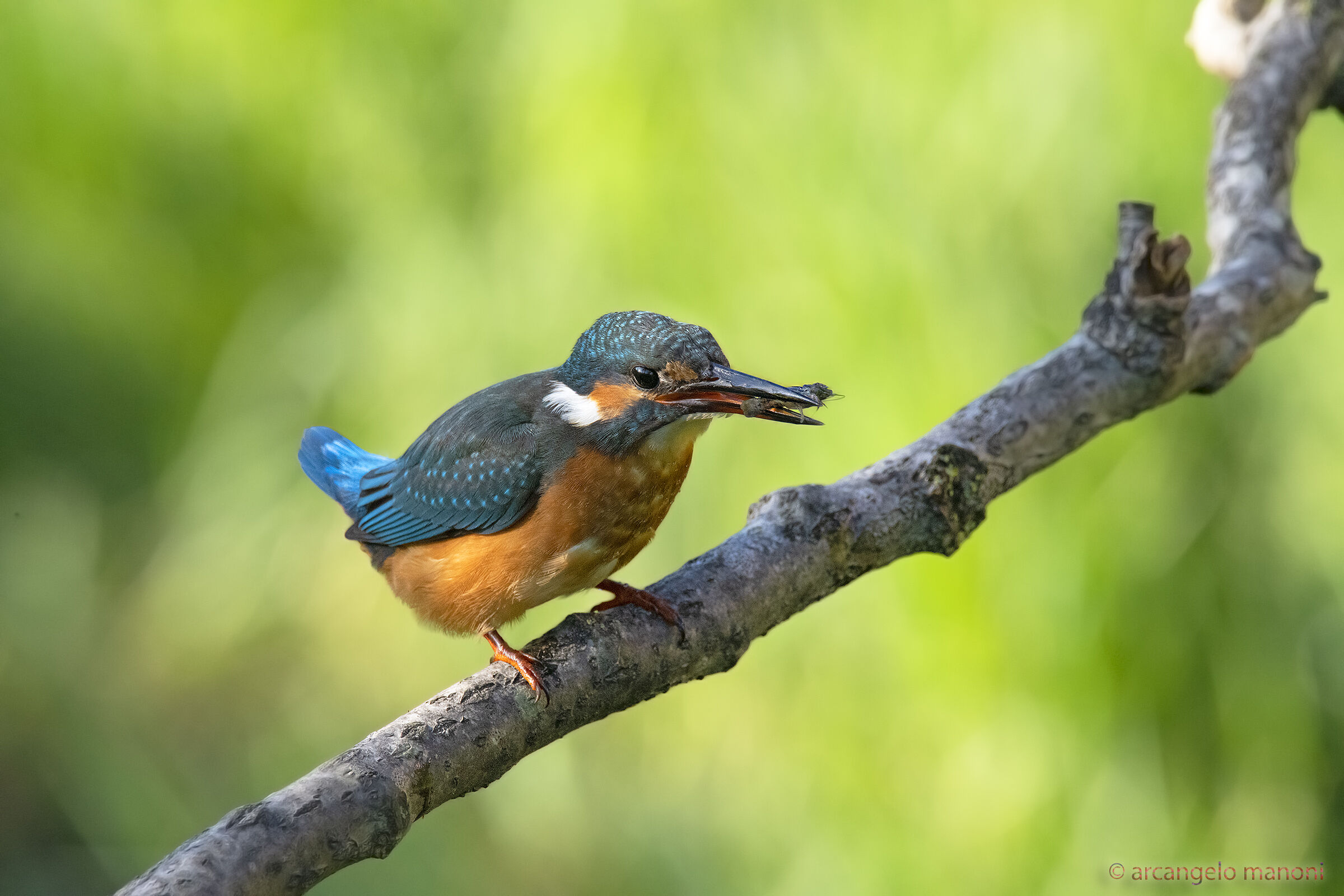 The shrimp hunt is open